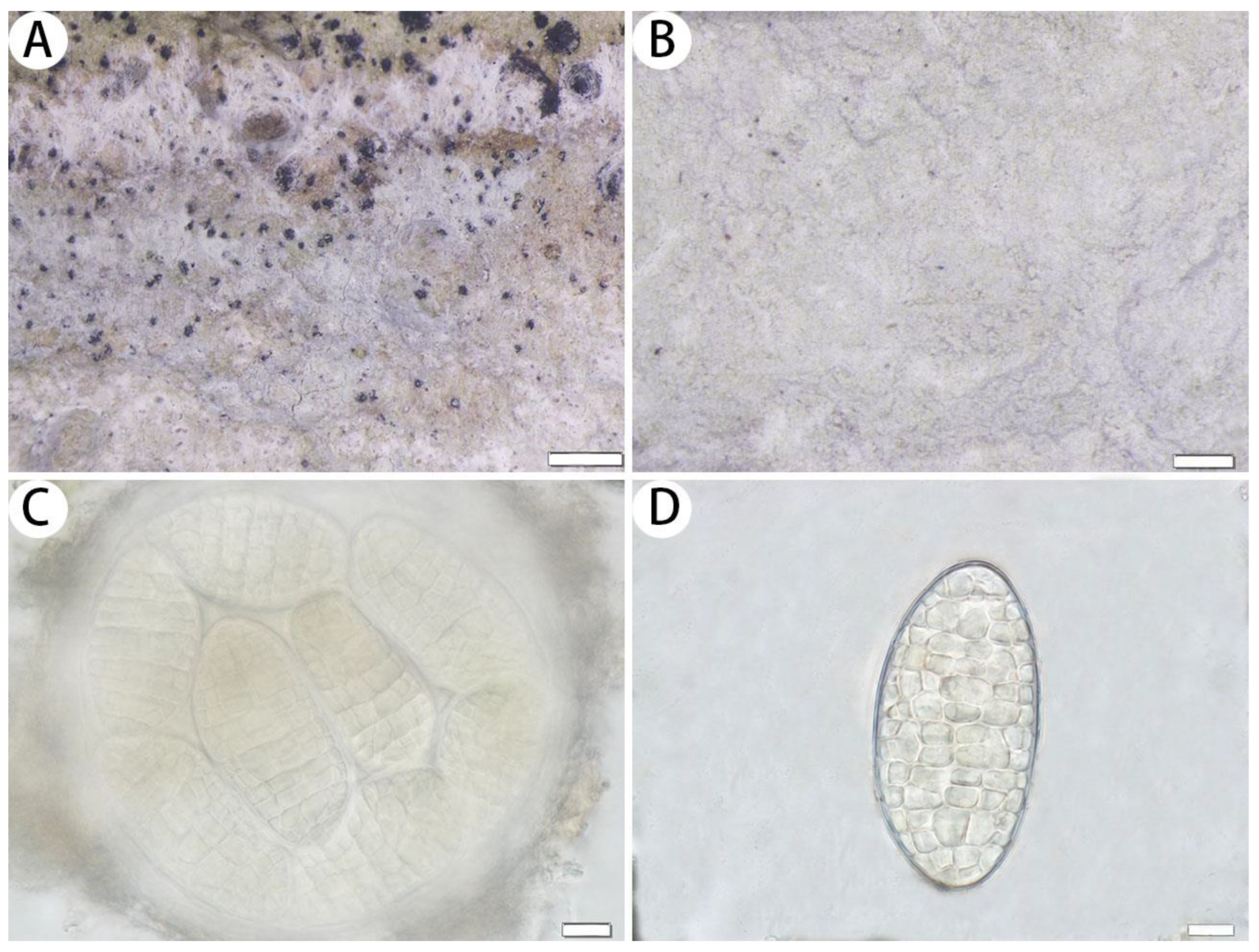 Jof 10 00274 g003 Jof 10 00274 g003