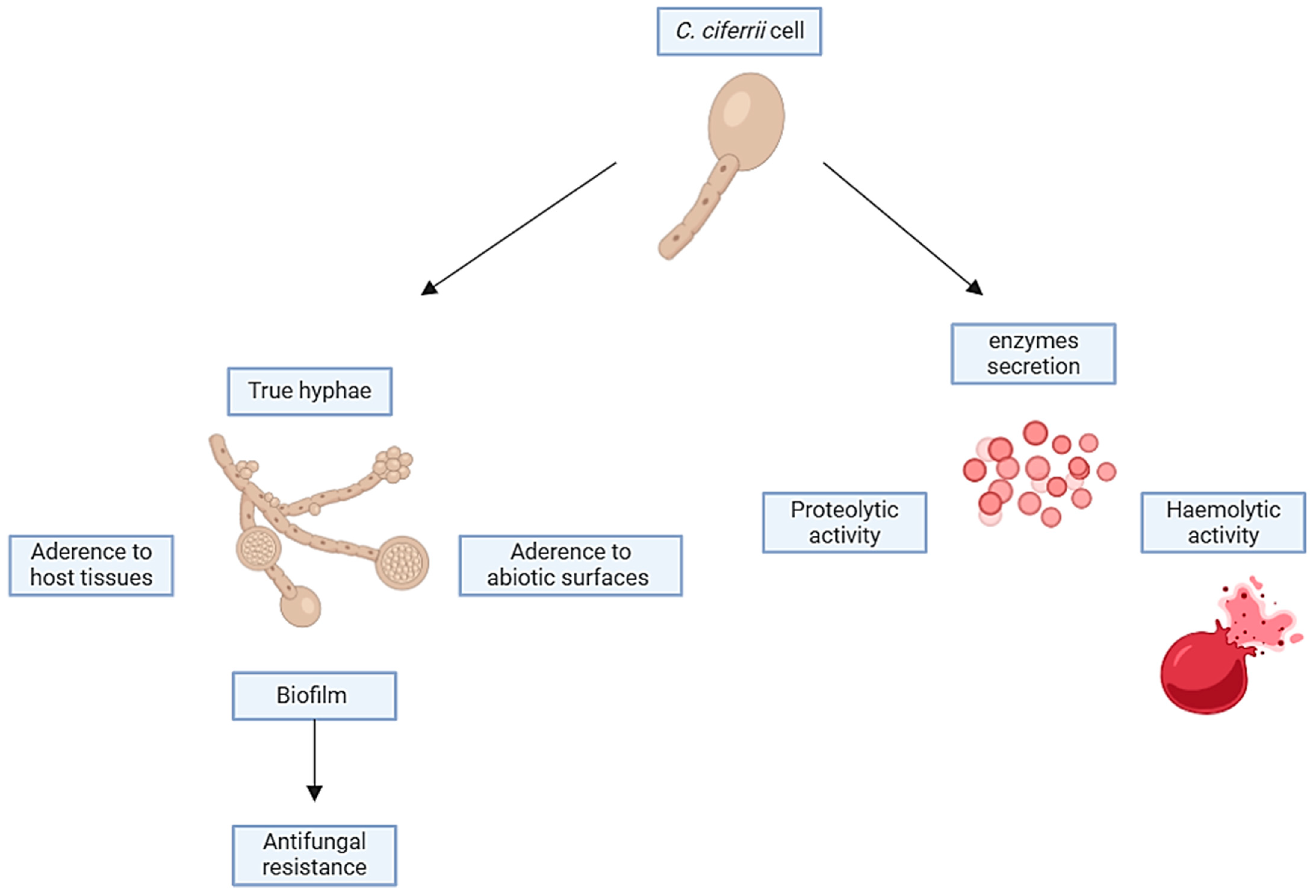 Jof 10 00294 g006 Jof 10 00294 g006