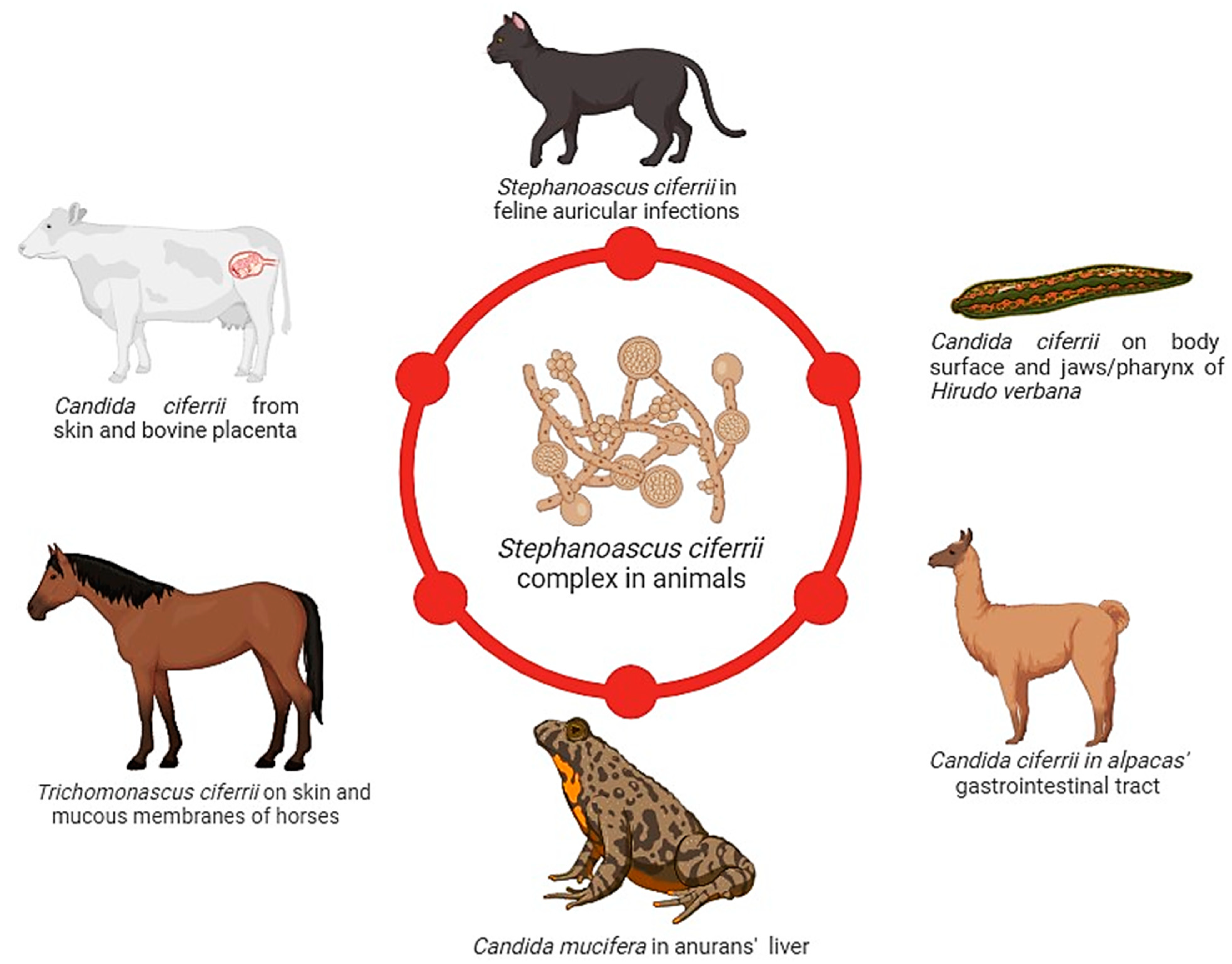 Jof 10 00294 g007 Jof 10 00294 g007