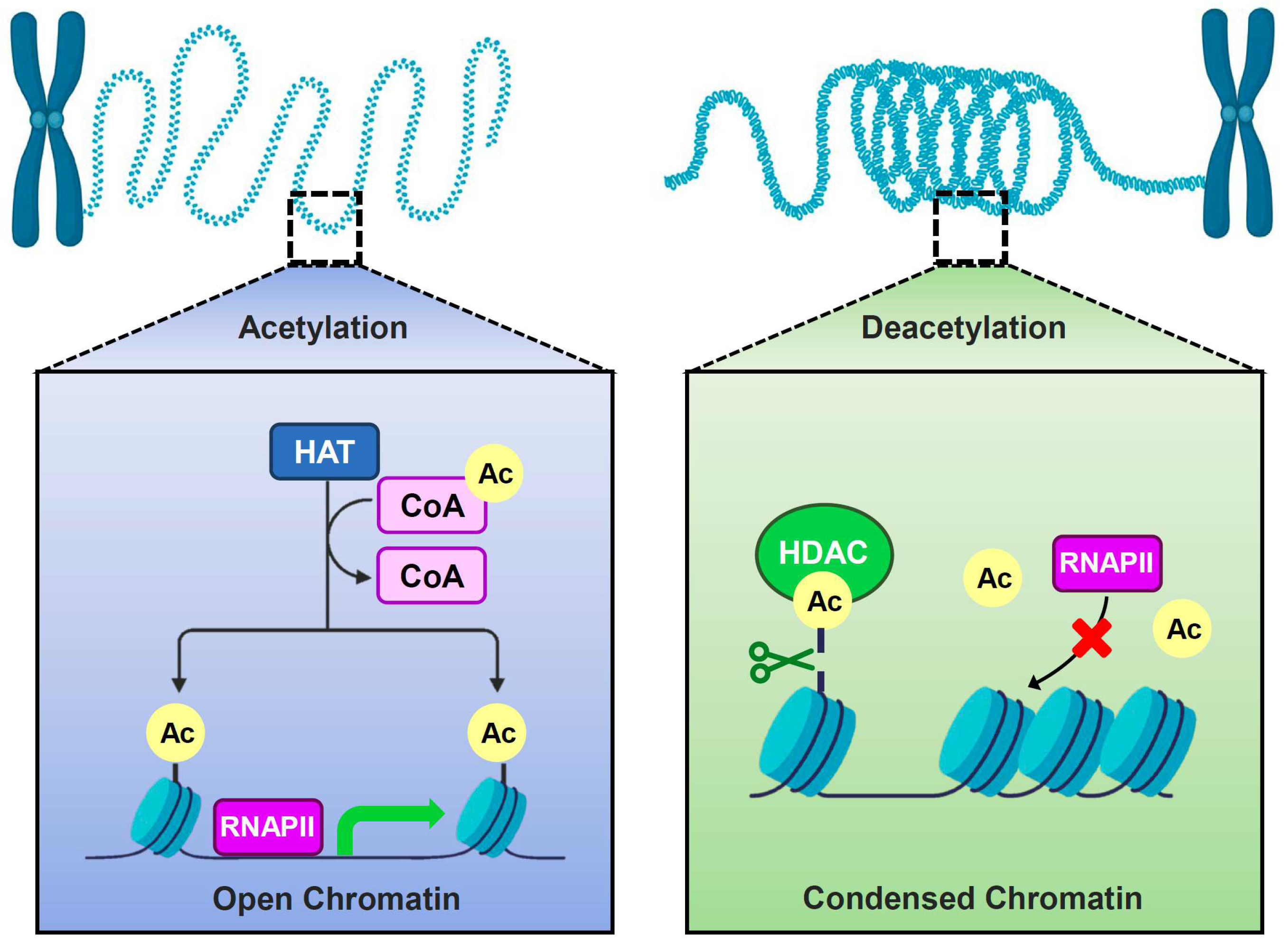 Jof 10 00522 g001 Jof 10 00522 g001