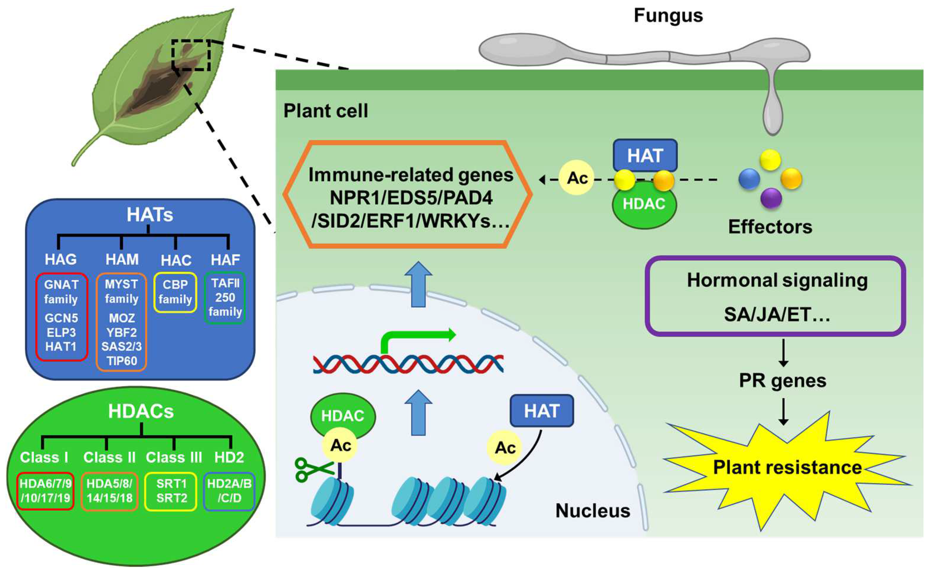 Jof 10 00522 g002 Jof 10 00522 g002