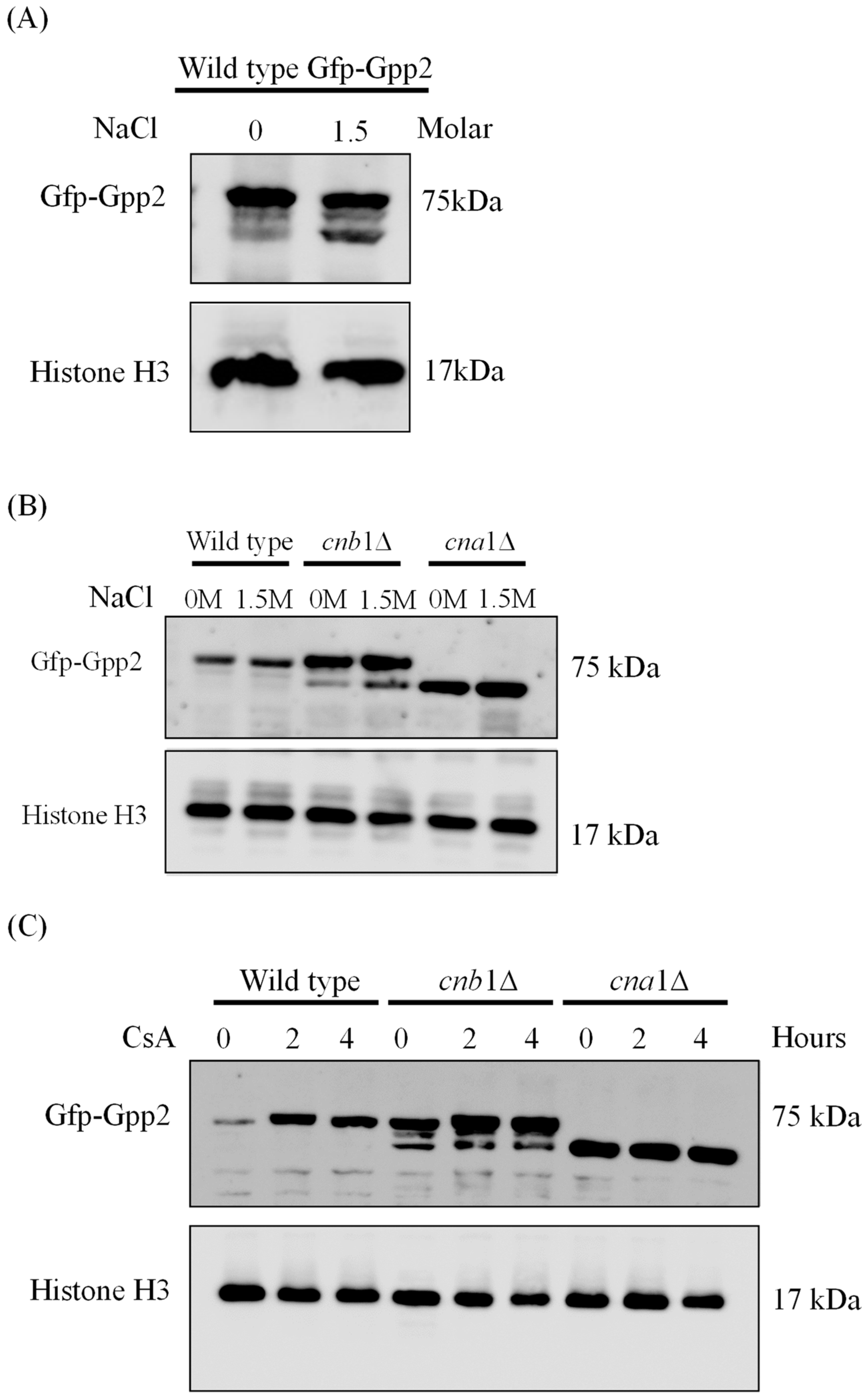 Jof 10 00531 g002 Jof 10 00531 g002