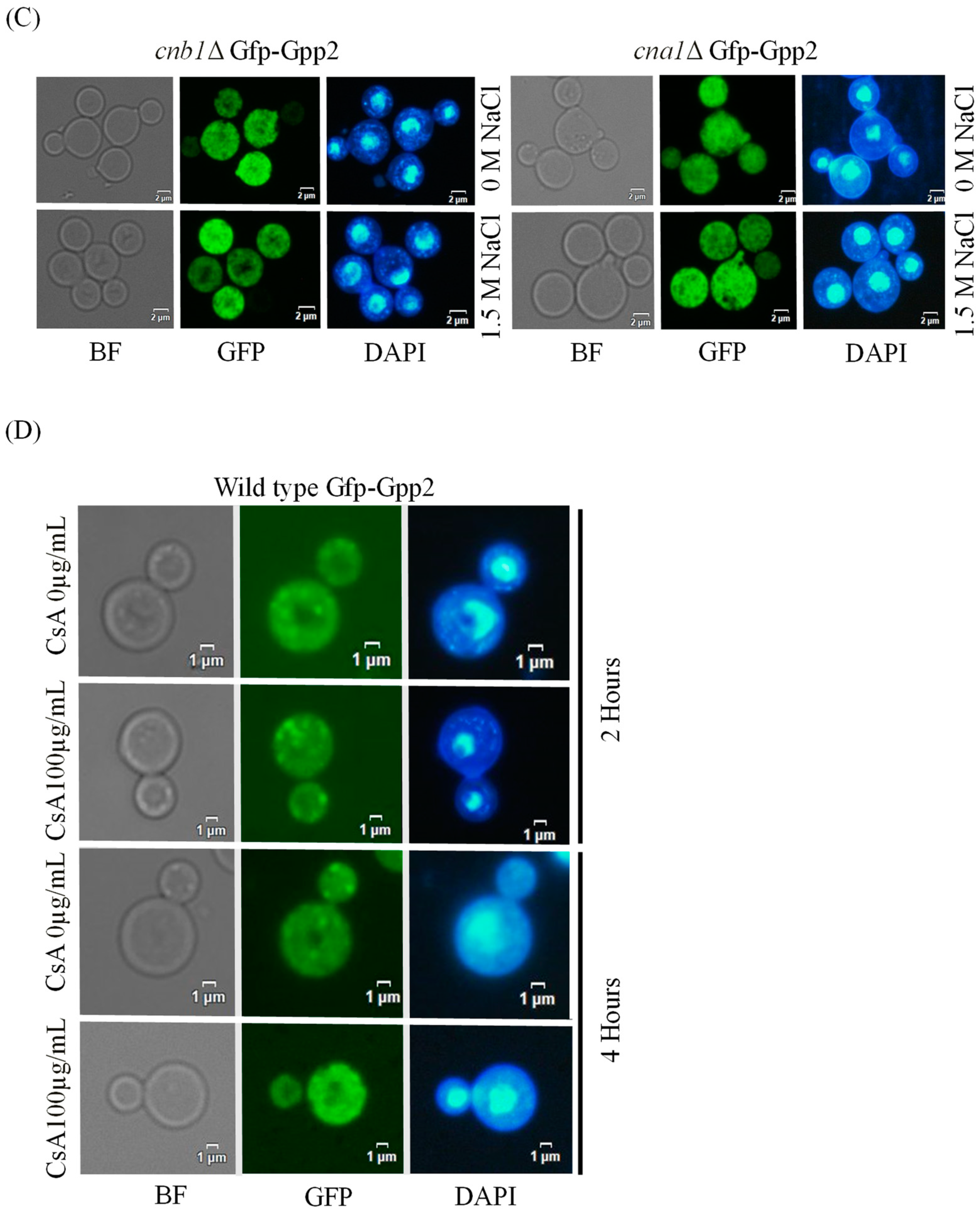Jof 10 00531 g003b Jof 10 00531 g003b