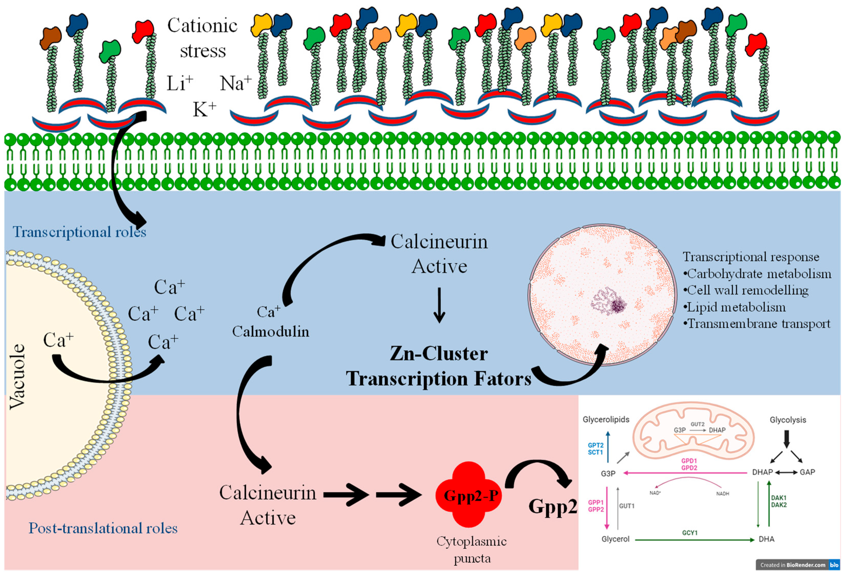 Jof 10 00531 g009 Jof 10 00531 g009