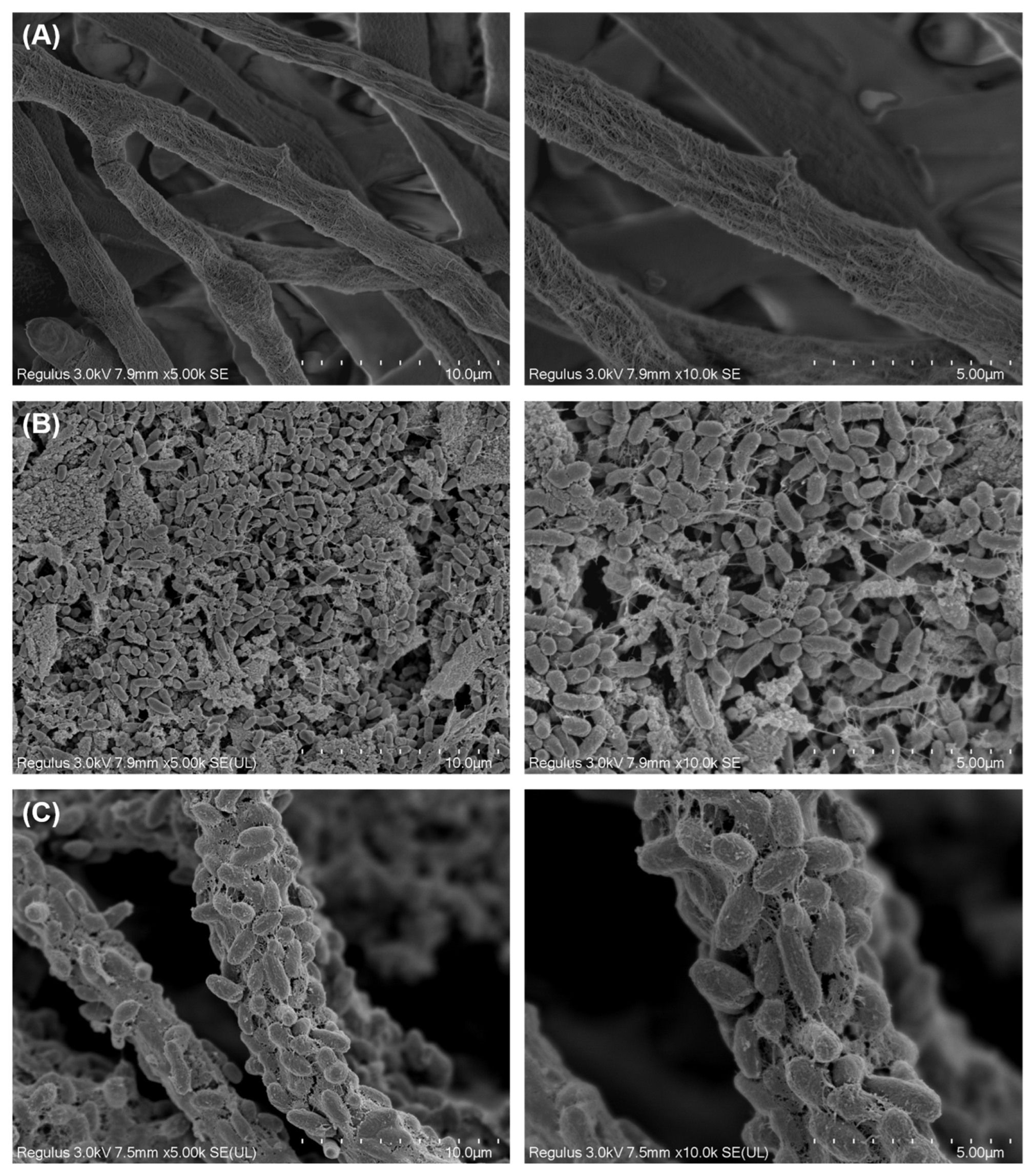 Jof 10 00551 g001 Jof 10 00551 g001