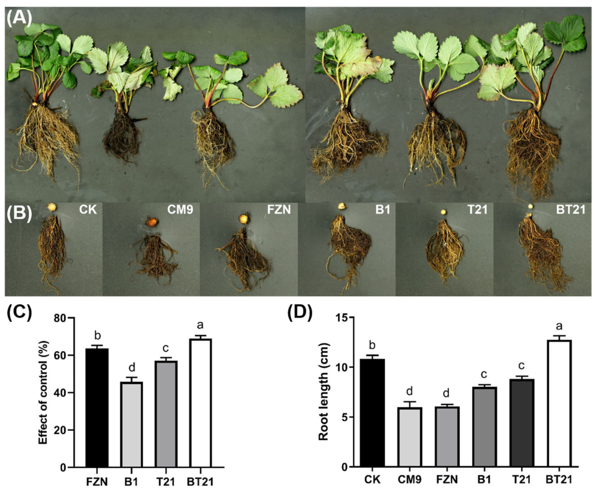 Jof 10 00551 g004 Jof 10 00551 g004