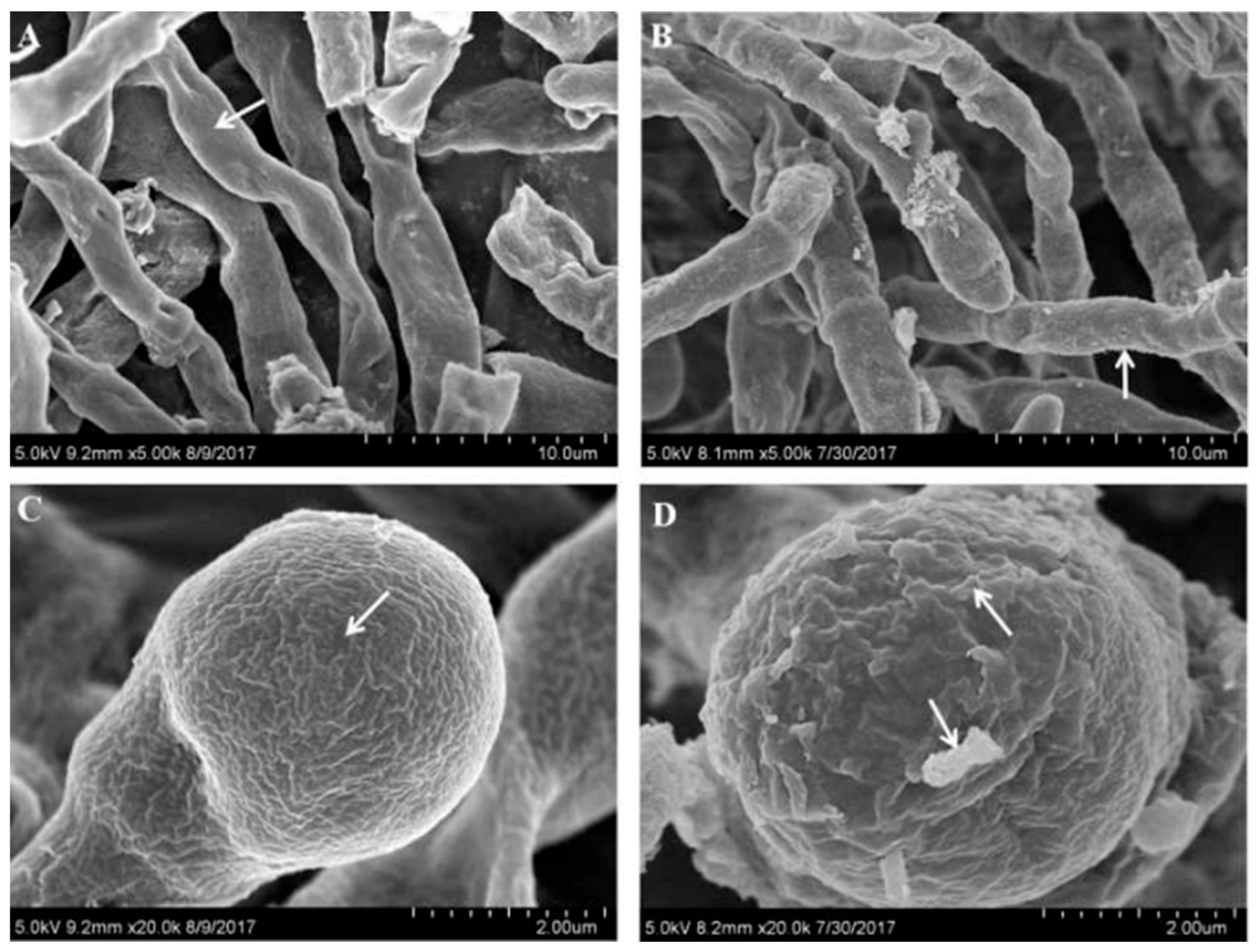 Jof 10 00553 g003 Jof 10 00553 g003