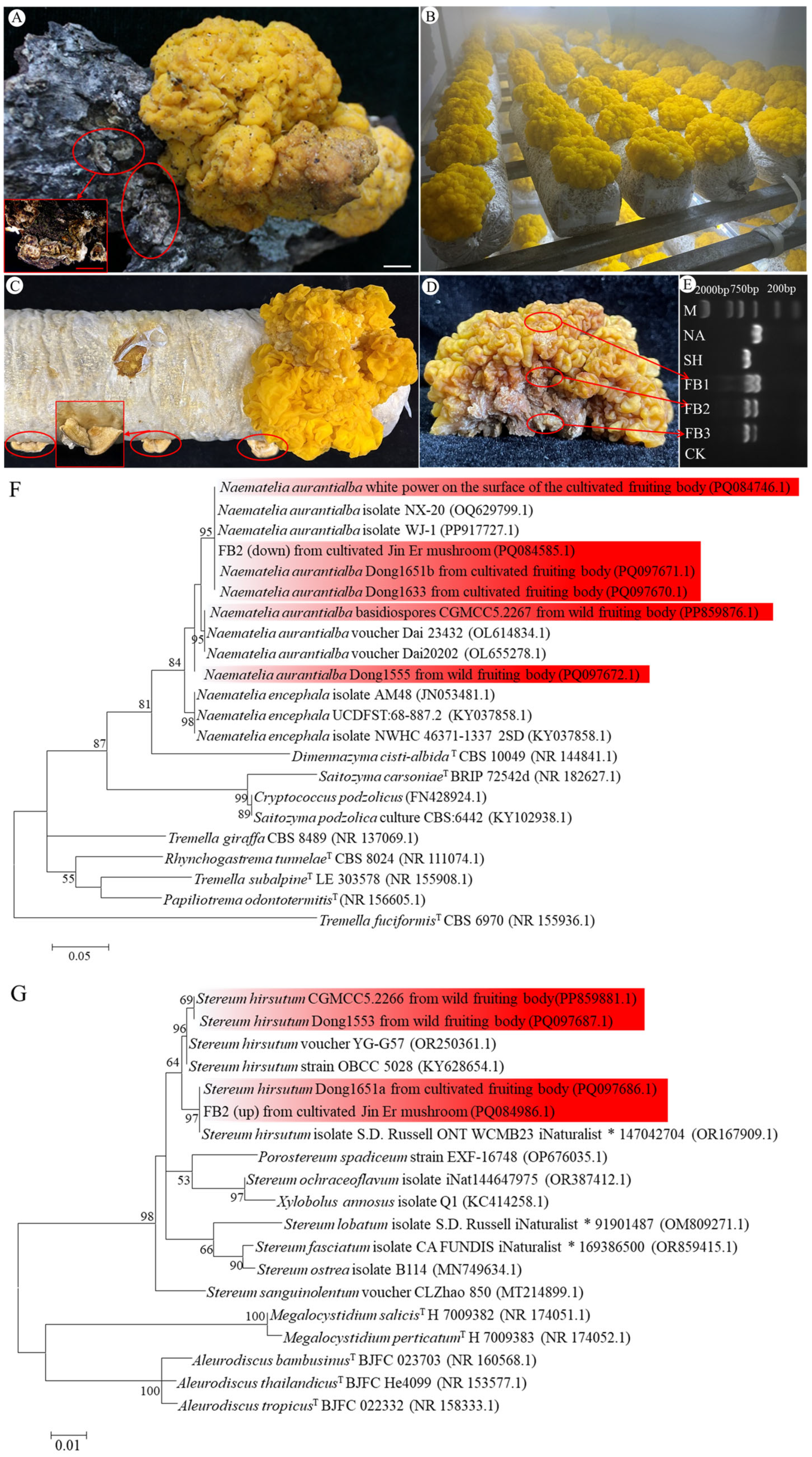 Jof 10 00557 g001 Jof 10 00557 g001