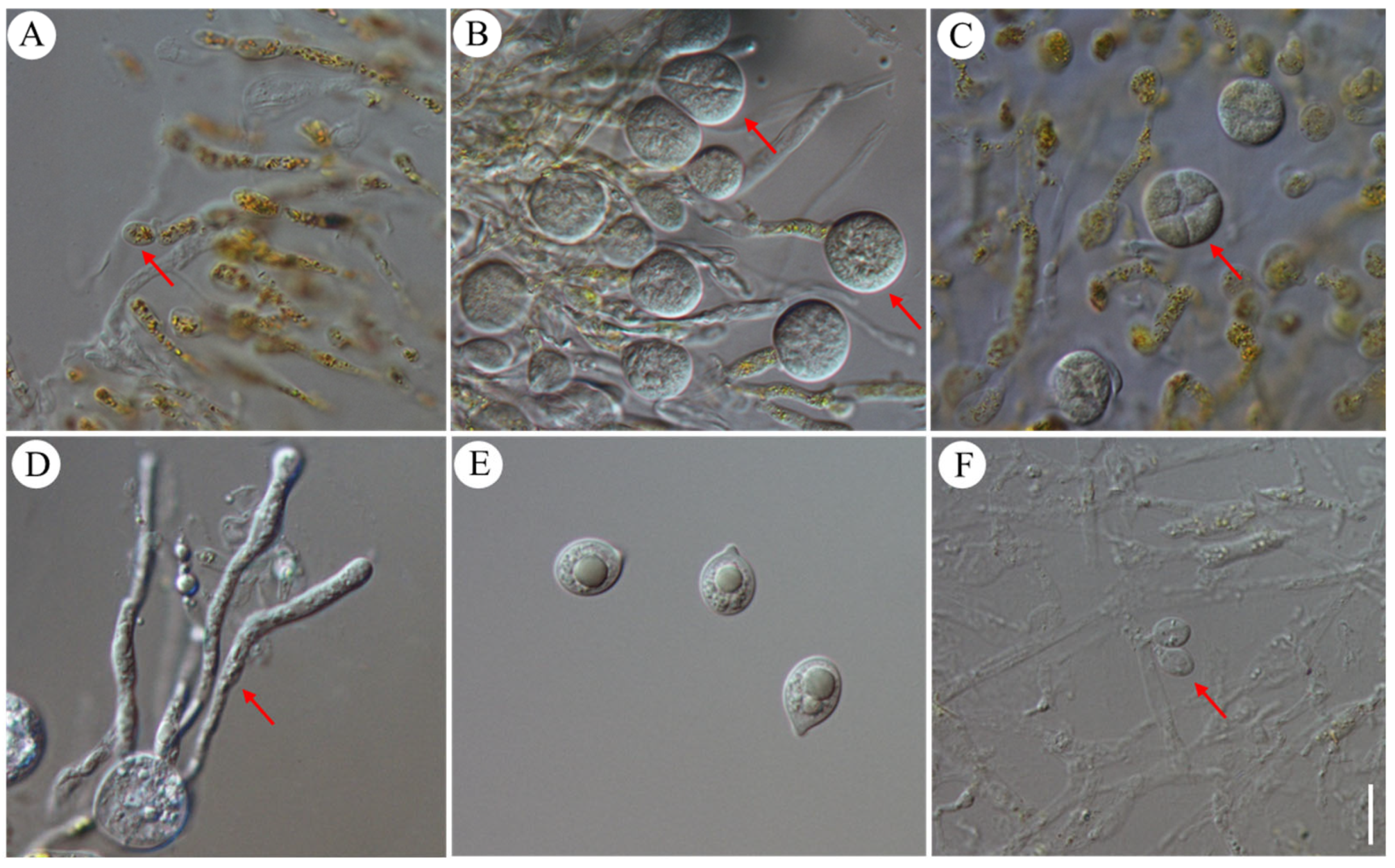 Jof 10 00557 g002 Jof 10 00557 g002
