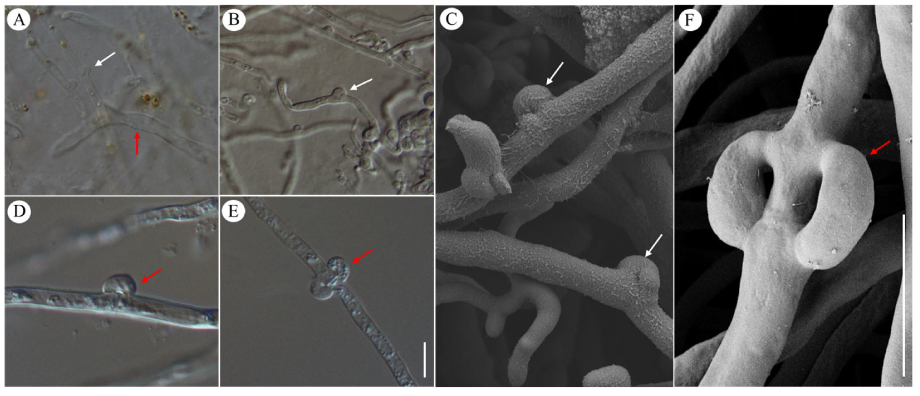 Jof 10 00557 g003 Jof 10 00557 g003