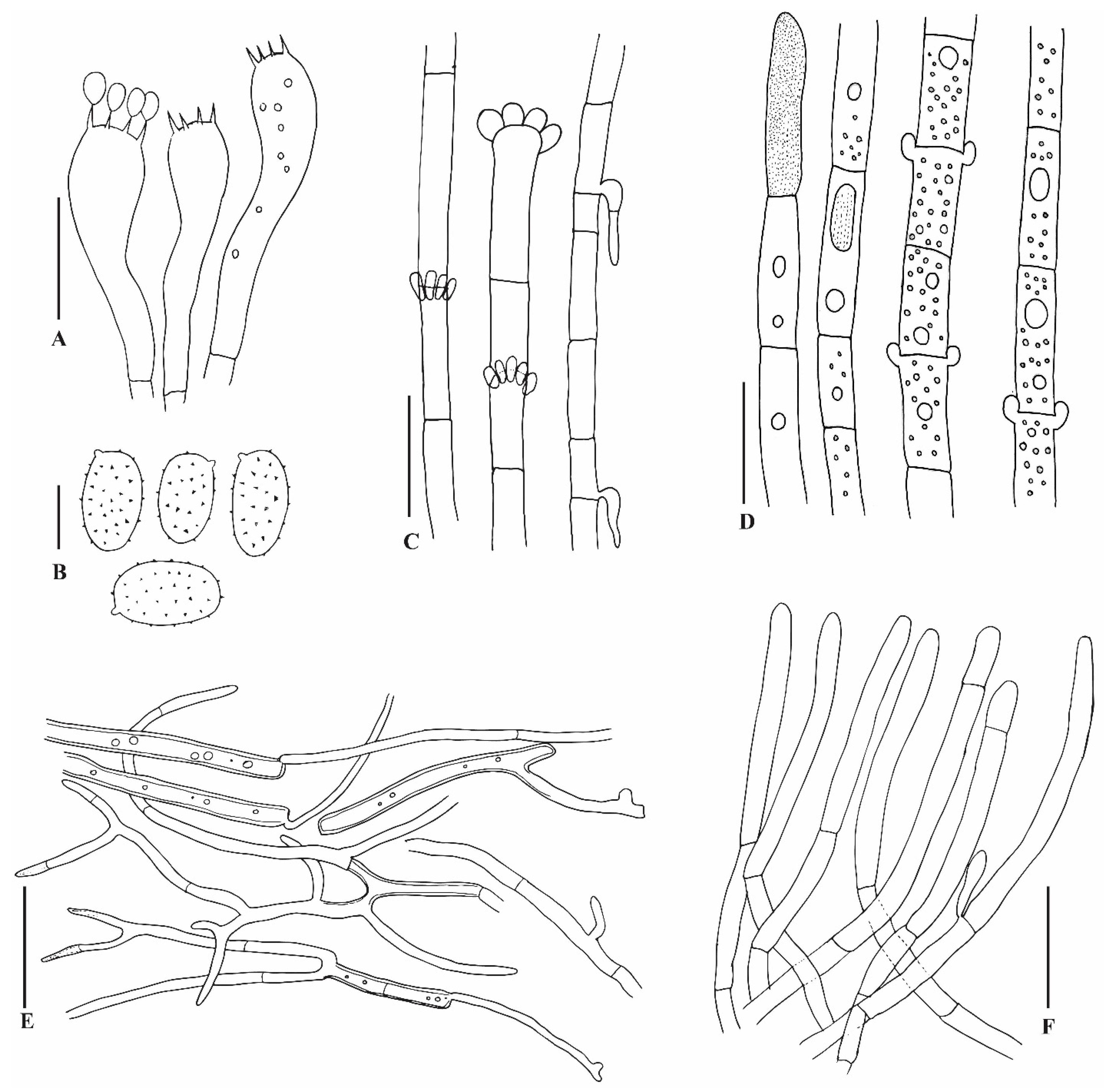 Jof 10 00625 g005 Jof 10 00625 g005