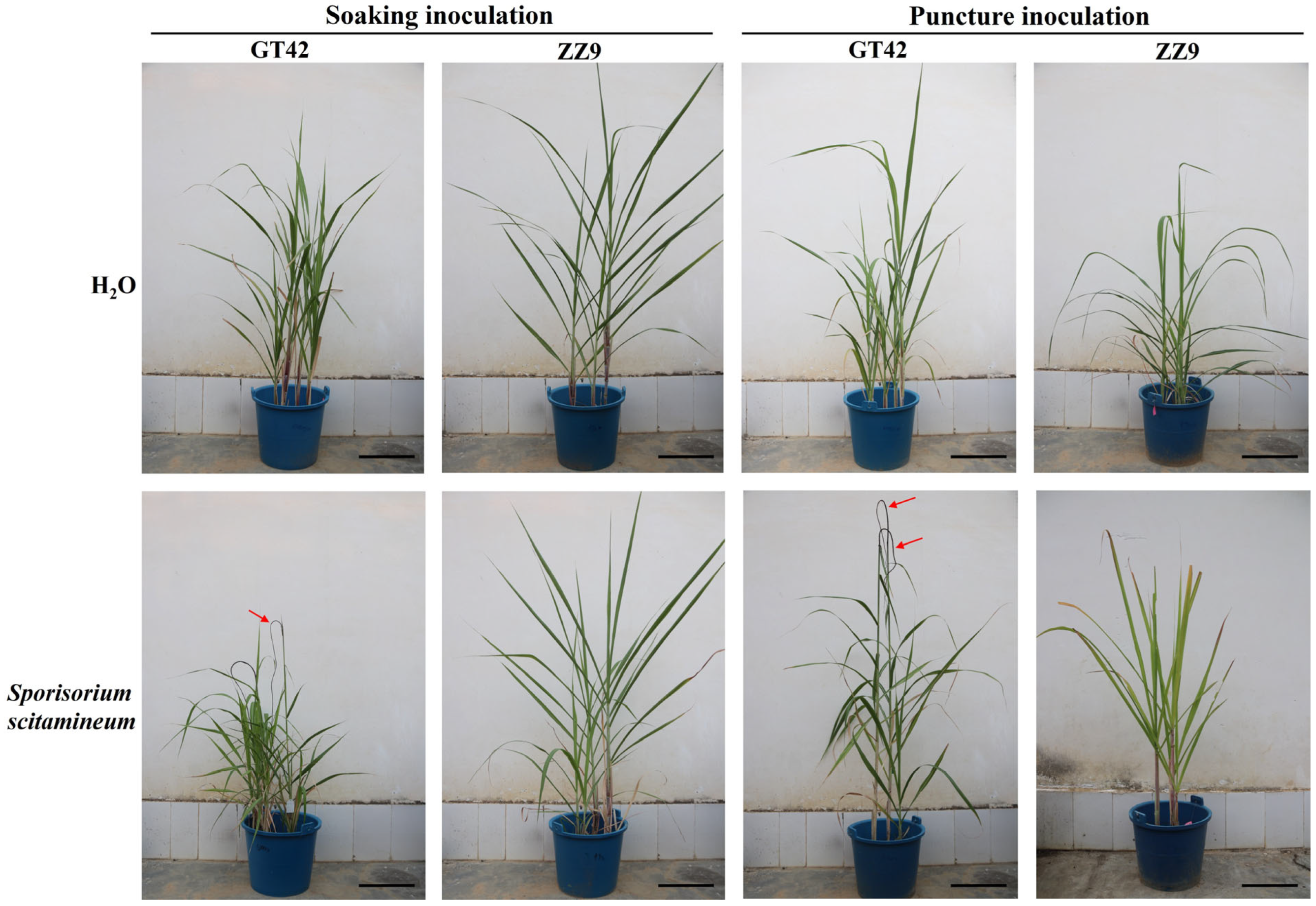 Jof 10 00631 g001 Jof 10 00631 g001