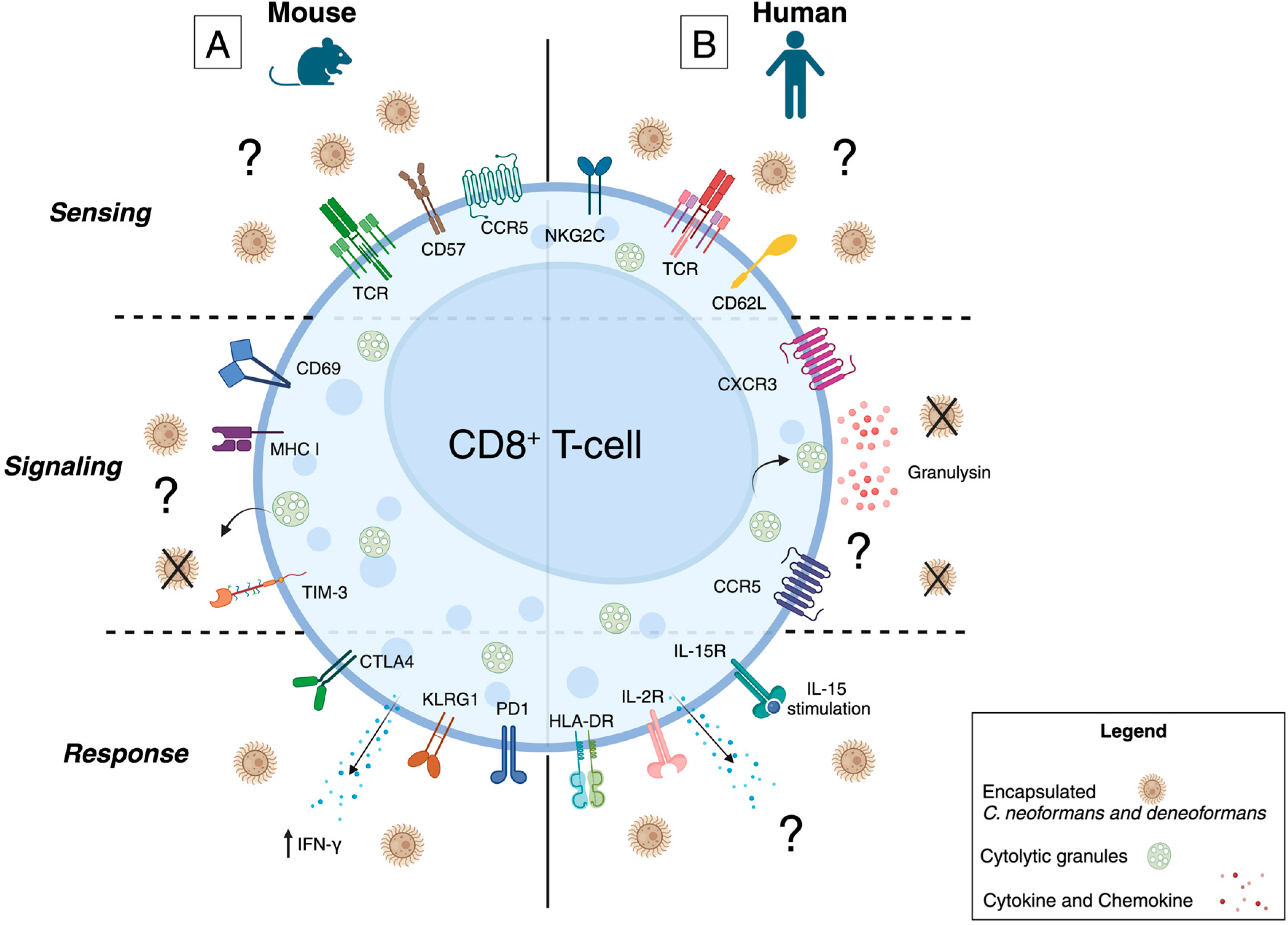 Jof 10 00712 g001 Jof 10 00712 g001