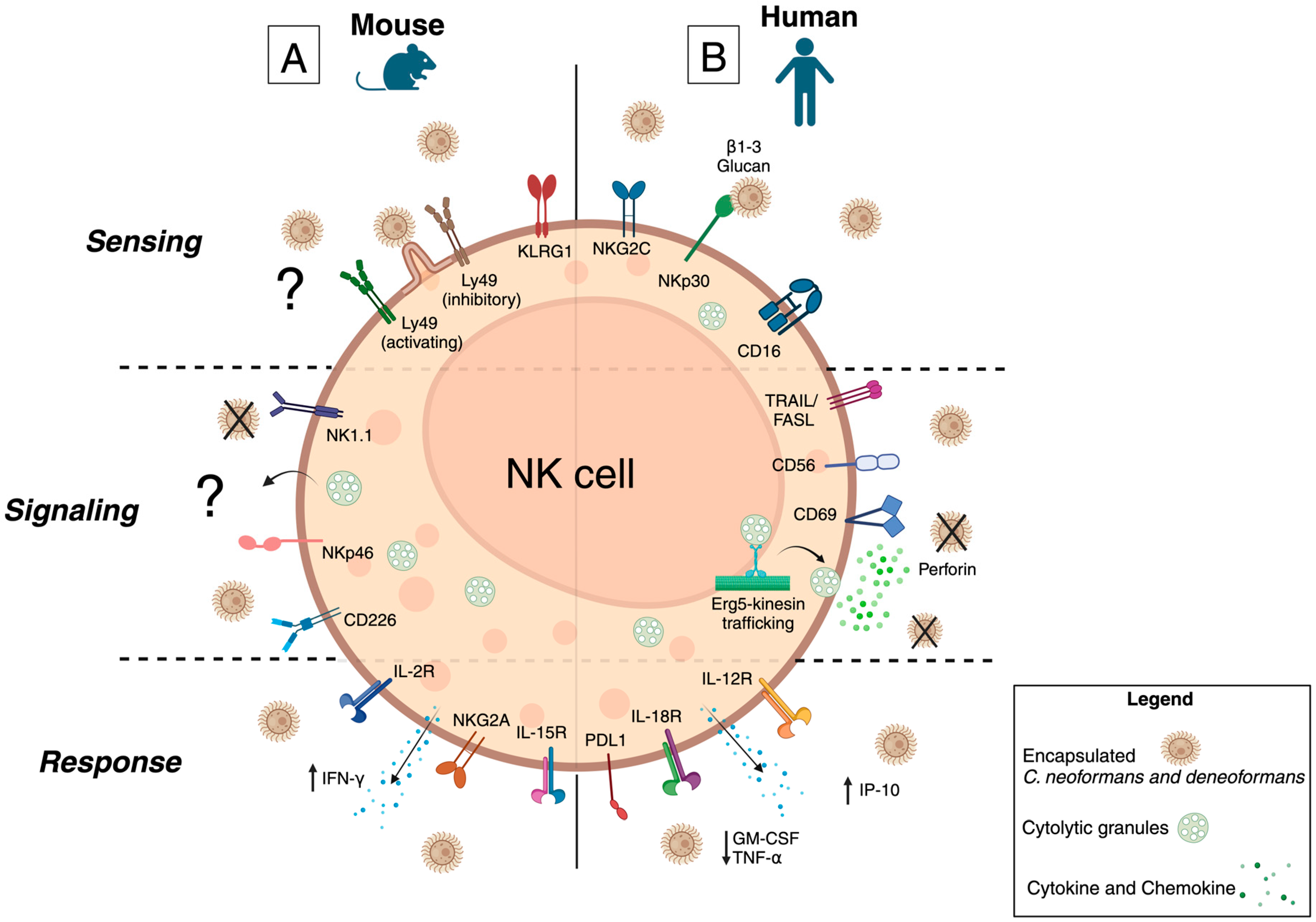 Jof 10 00712 g002 Jof 10 00712 g002