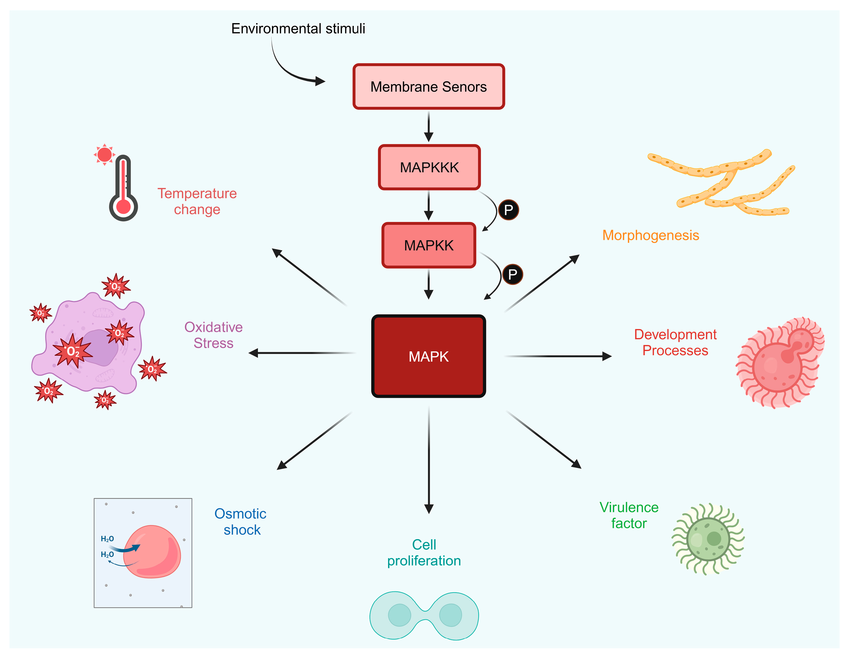 Jof 10 00786 g005 Jof 10 00786 g005