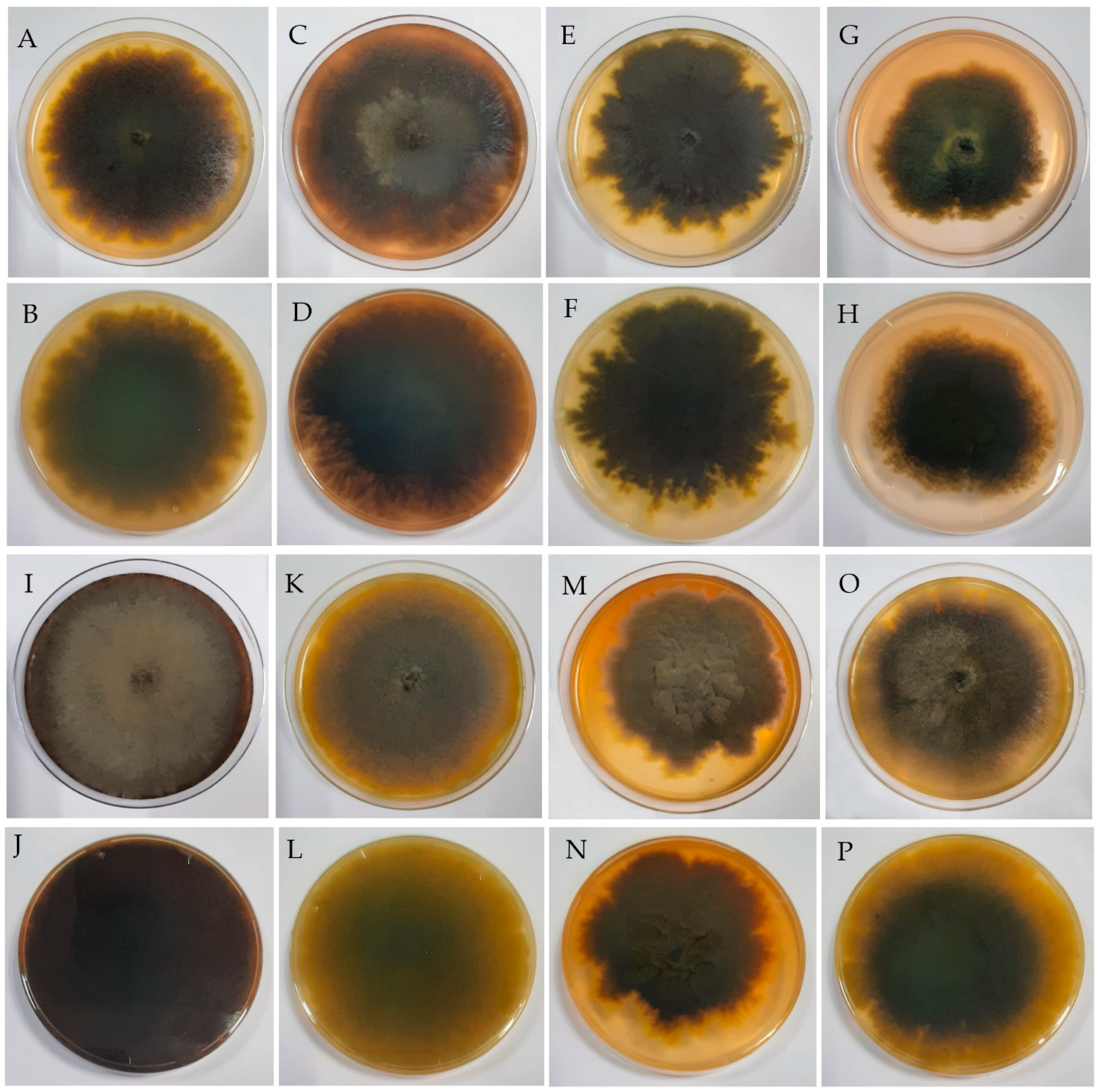 Jof 10 00791 g002 Jof 10 00791 g002