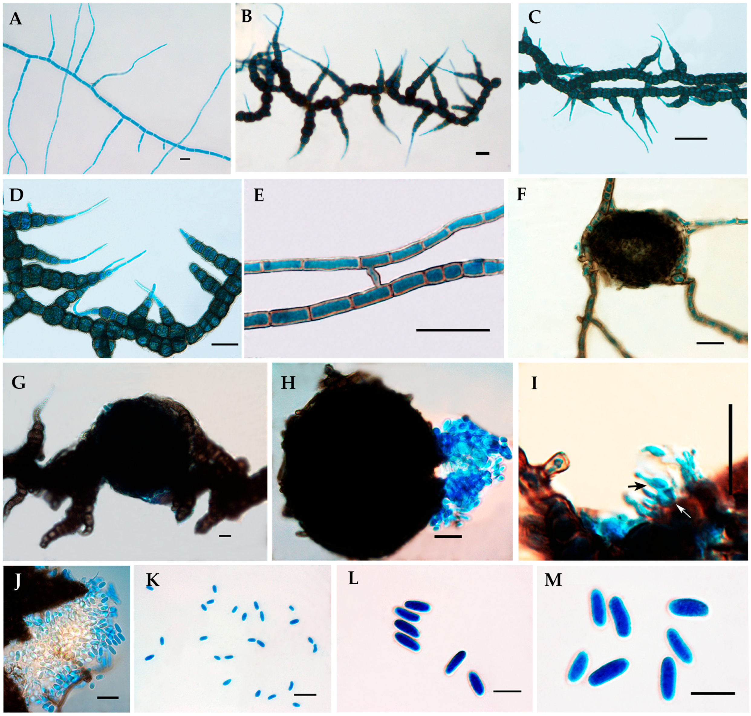 Jof 10 00791 g003 Jof 10 00791 g003