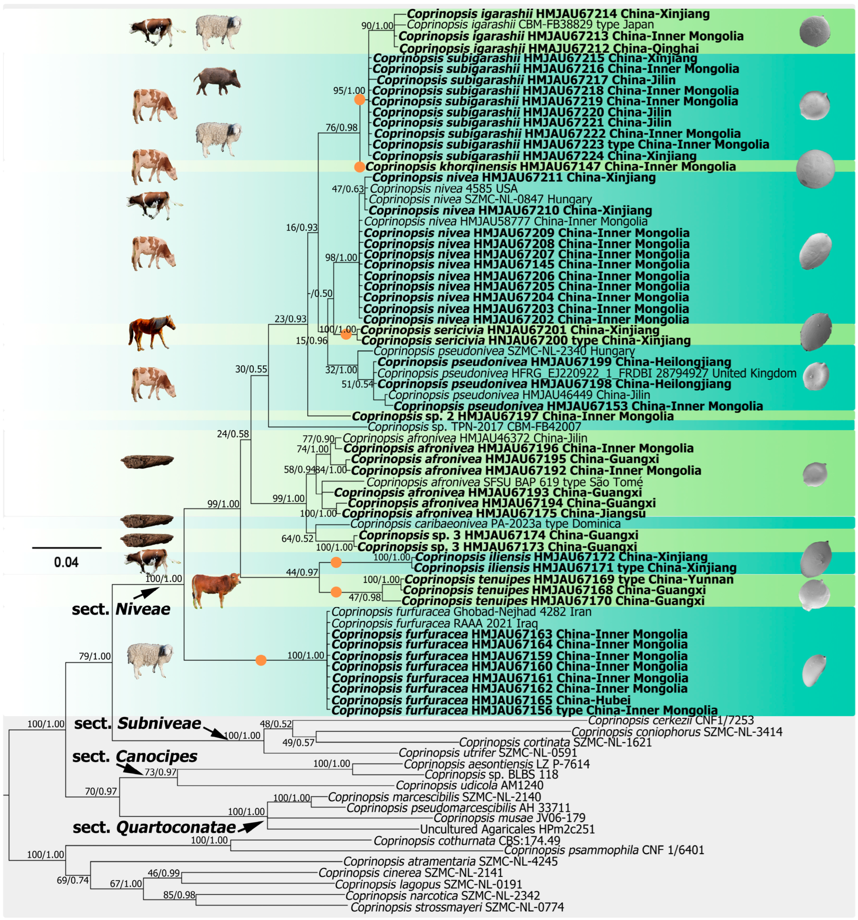 Jof 10 00835 g001 Jof 10 00835 g001