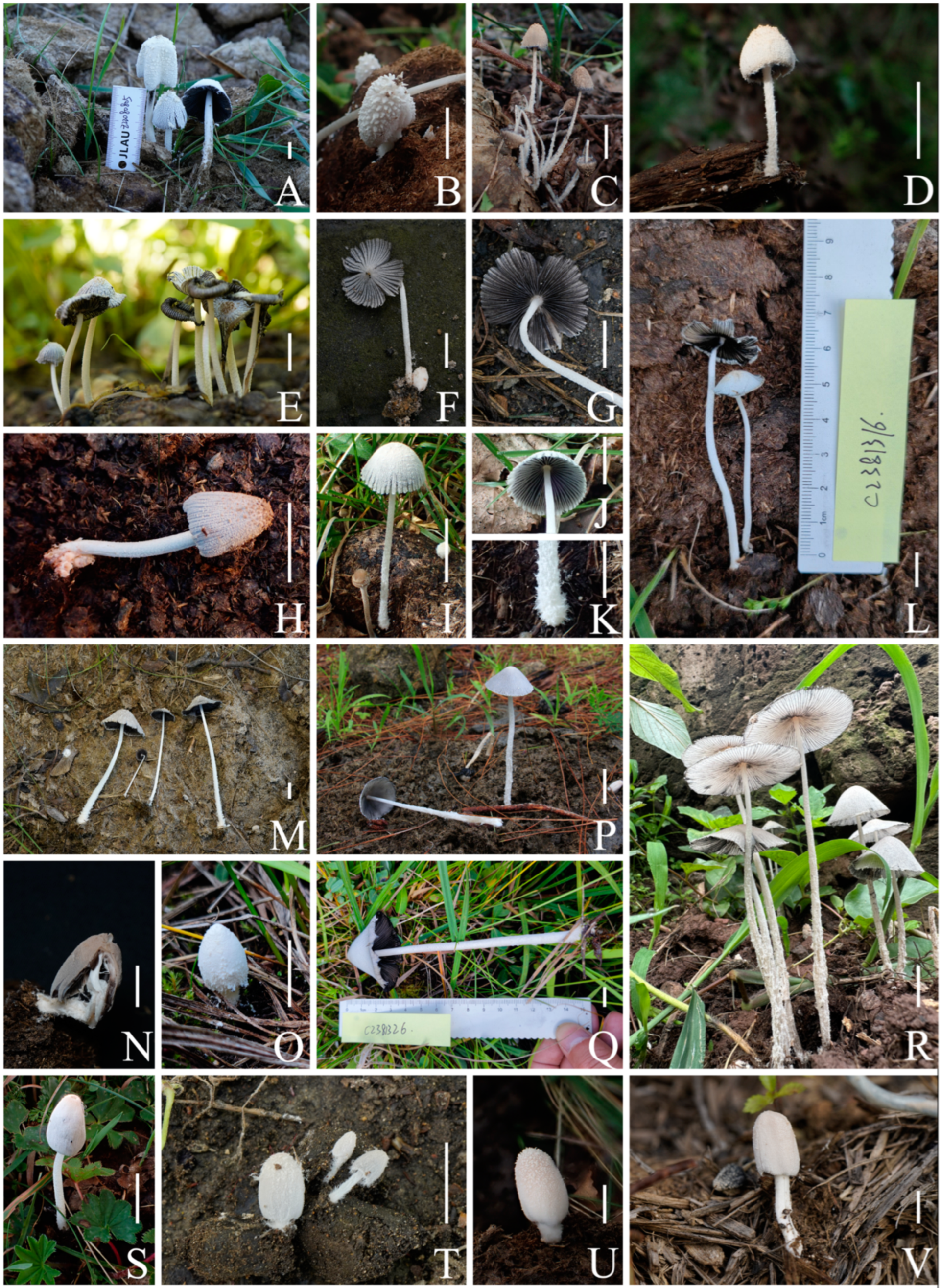 Jof 10 00835 g002 Jof 10 00835 g002