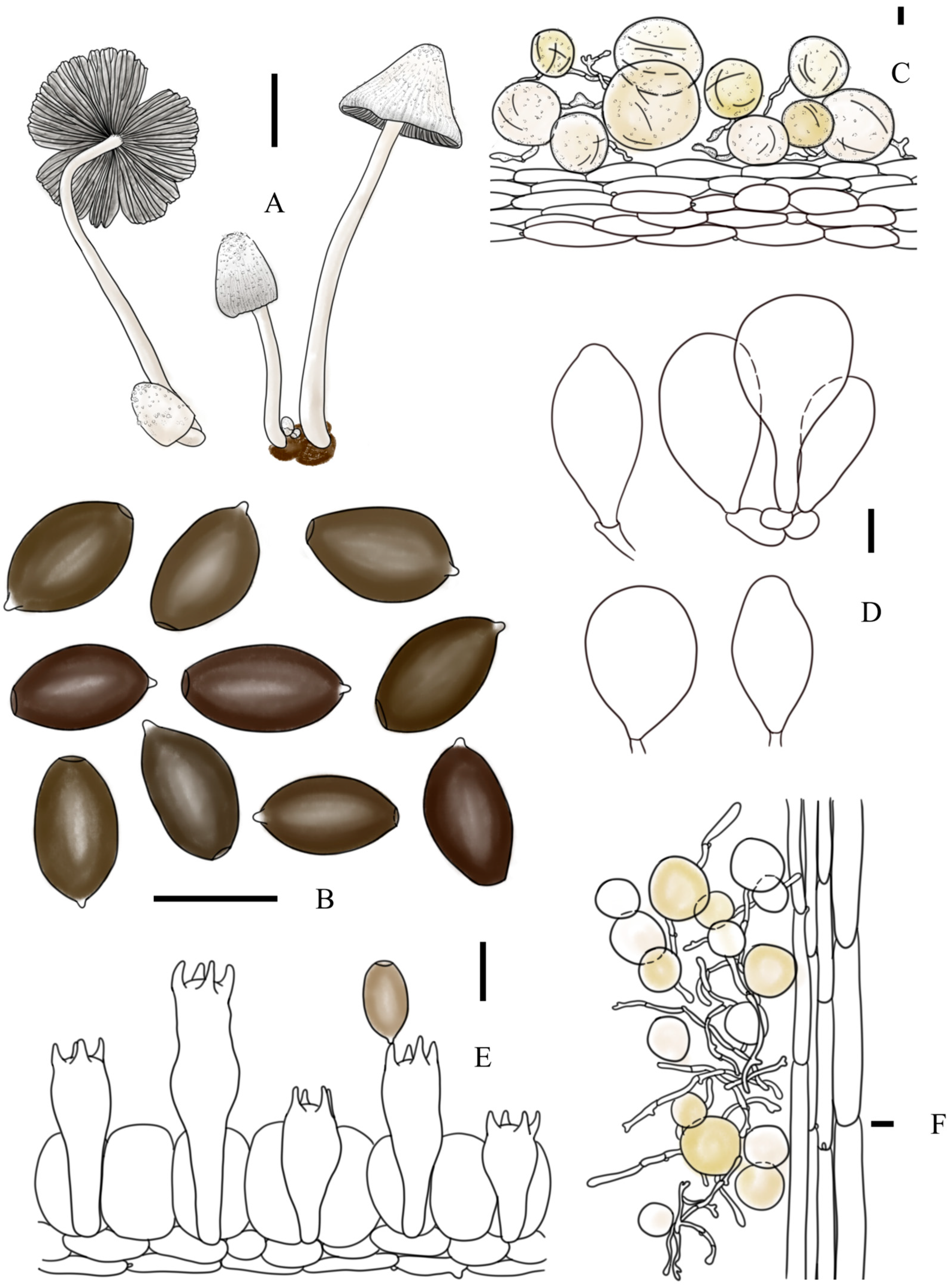 Jof 10 00835 g004 Jof 10 00835 g004