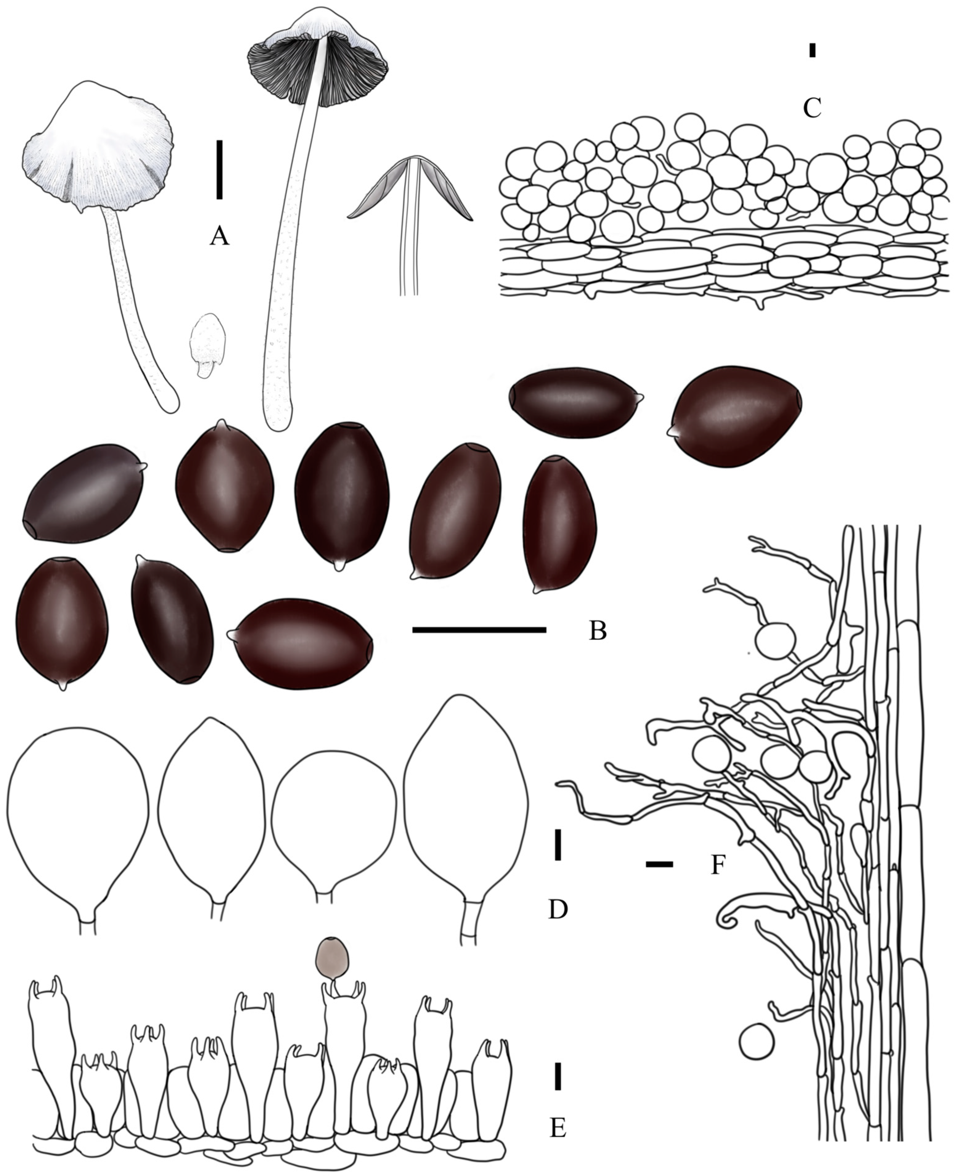 Jof 10 00835 g005 Jof 10 00835 g005