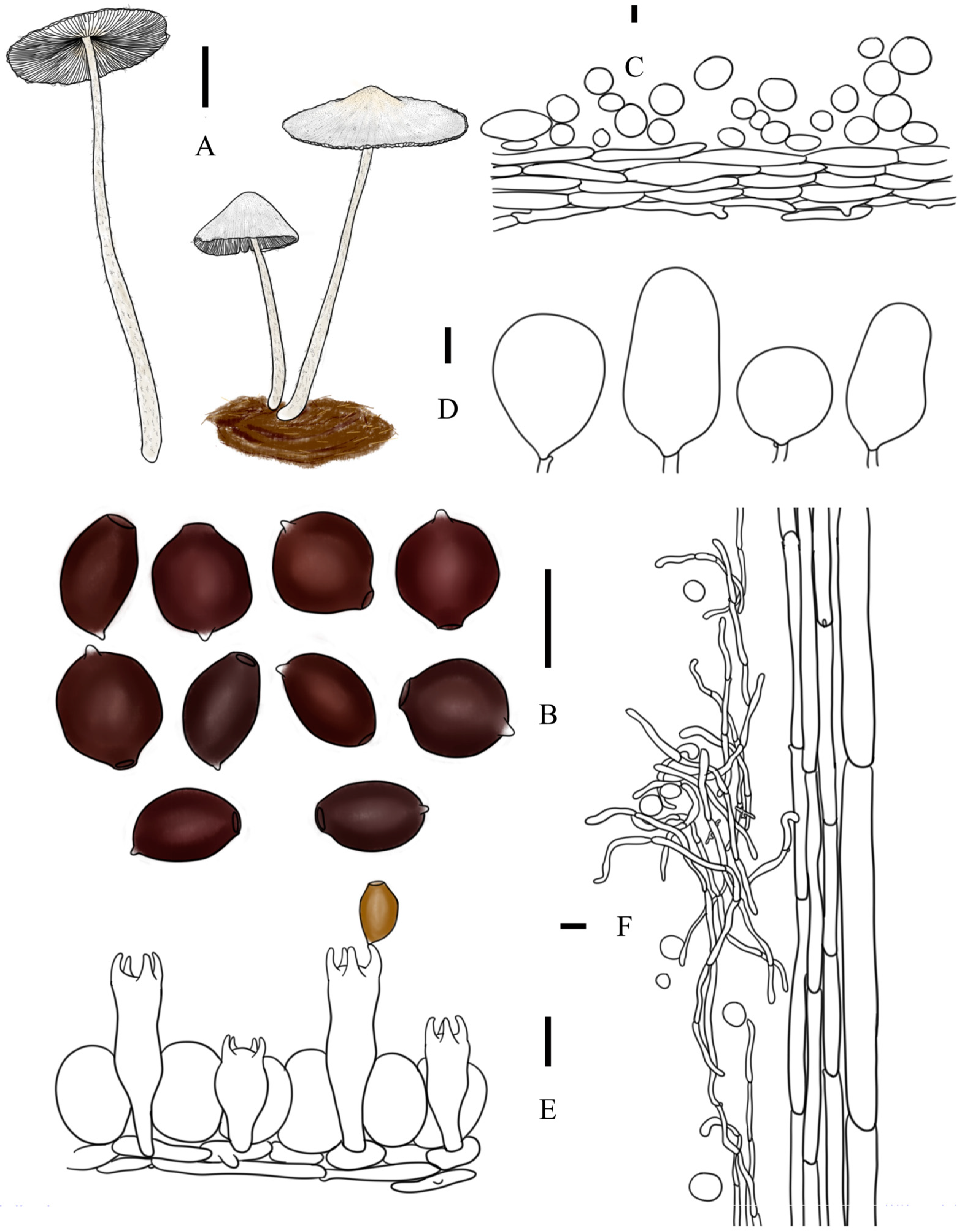 Jof 10 00835 g006 Jof 10 00835 g006