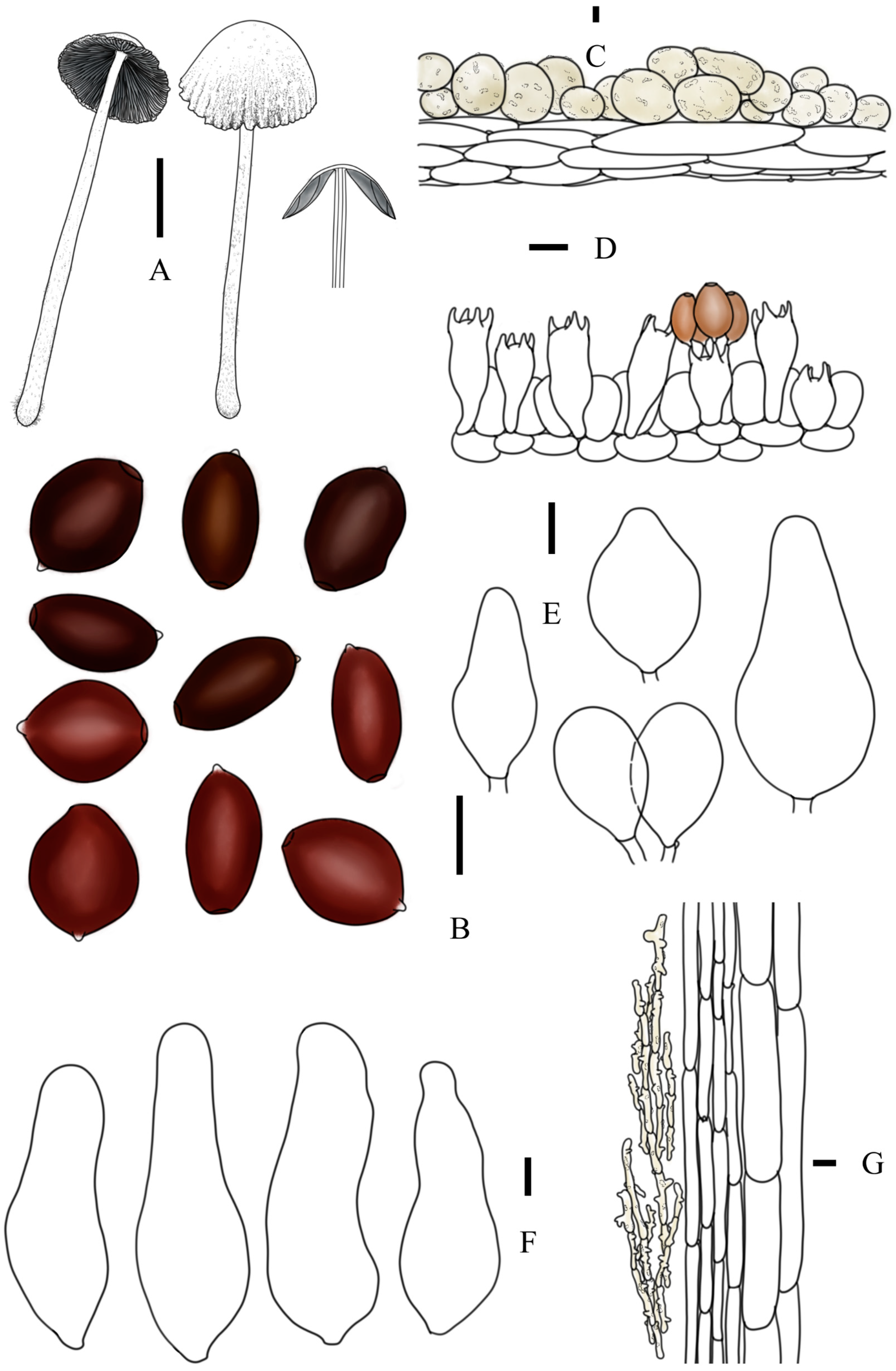 Jof 10 00835 g007 Jof 10 00835 g007