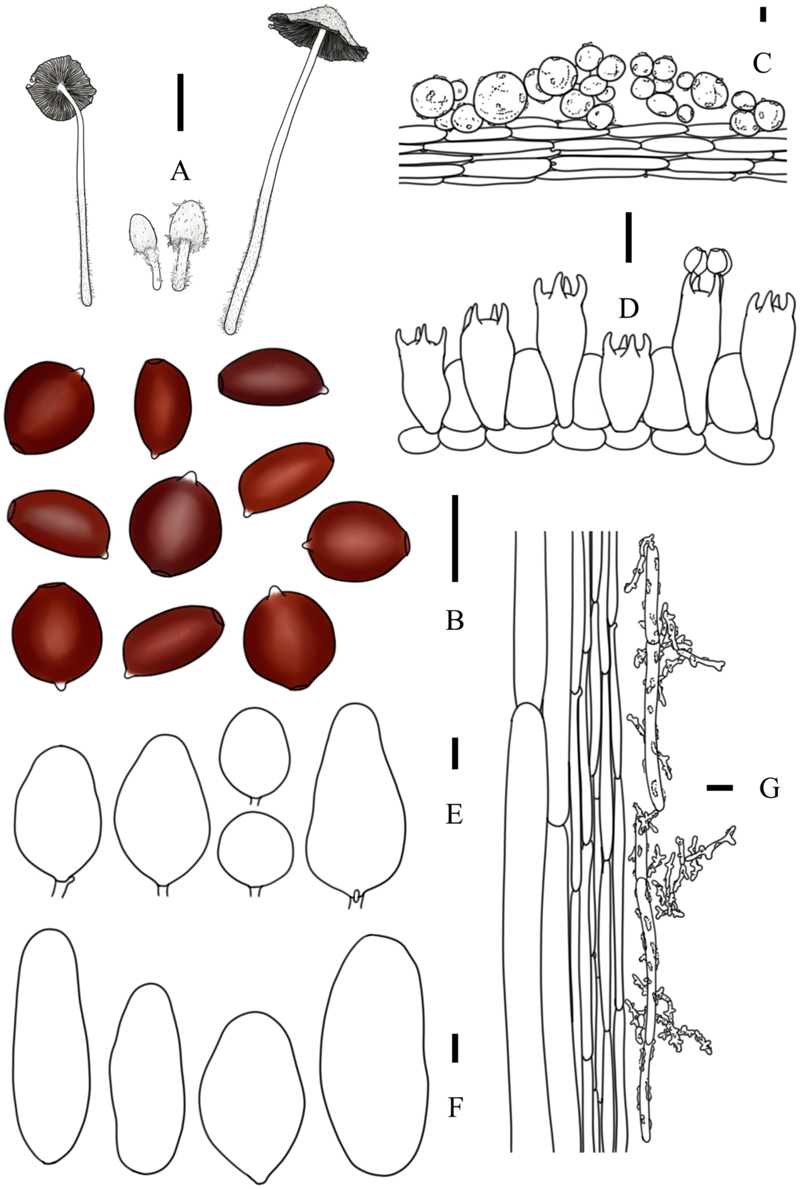 Jof 10 00835 g008 Jof 10 00835 g008