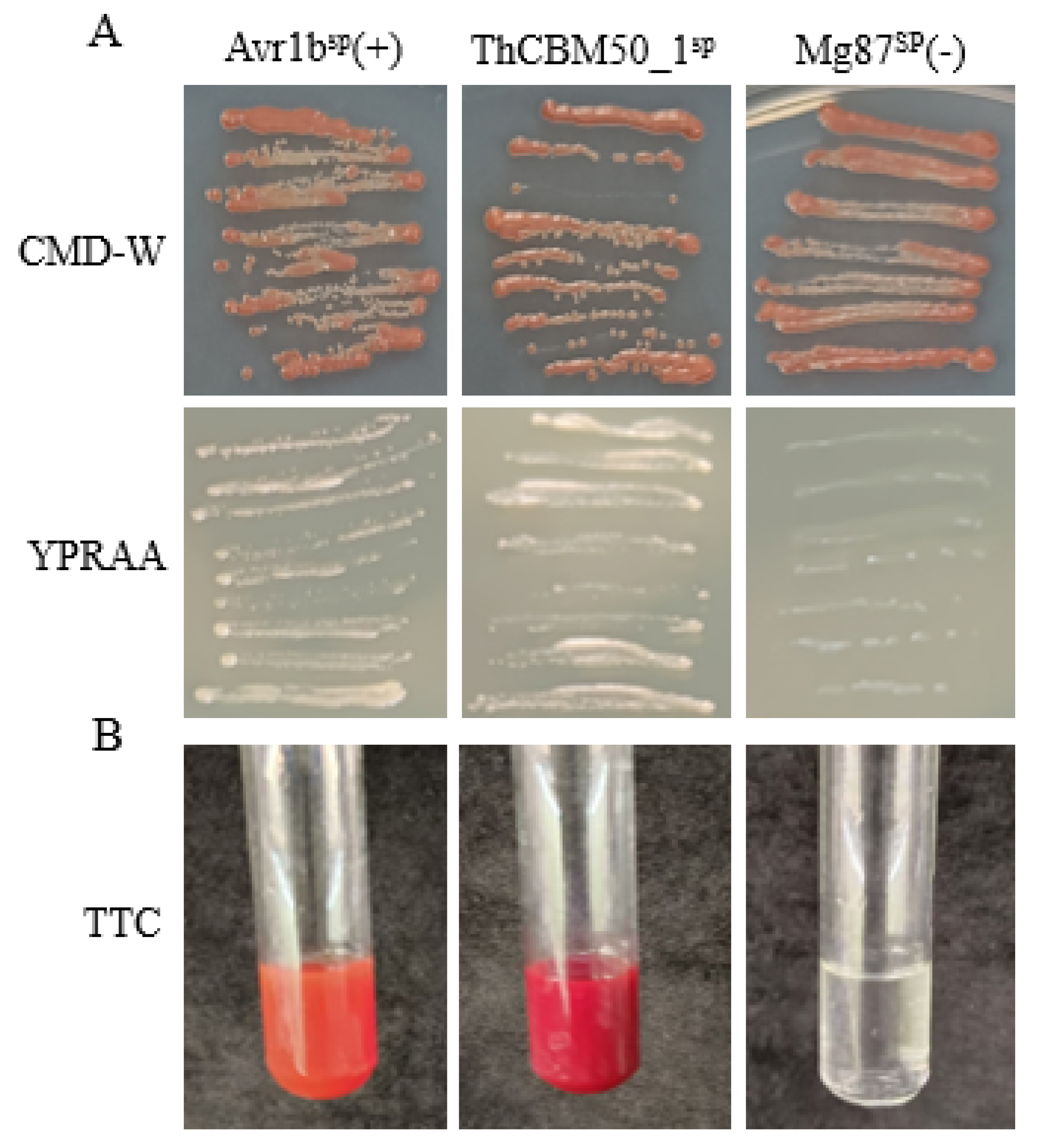 Jof 10 00856 g007 Jof 10 00856 g007