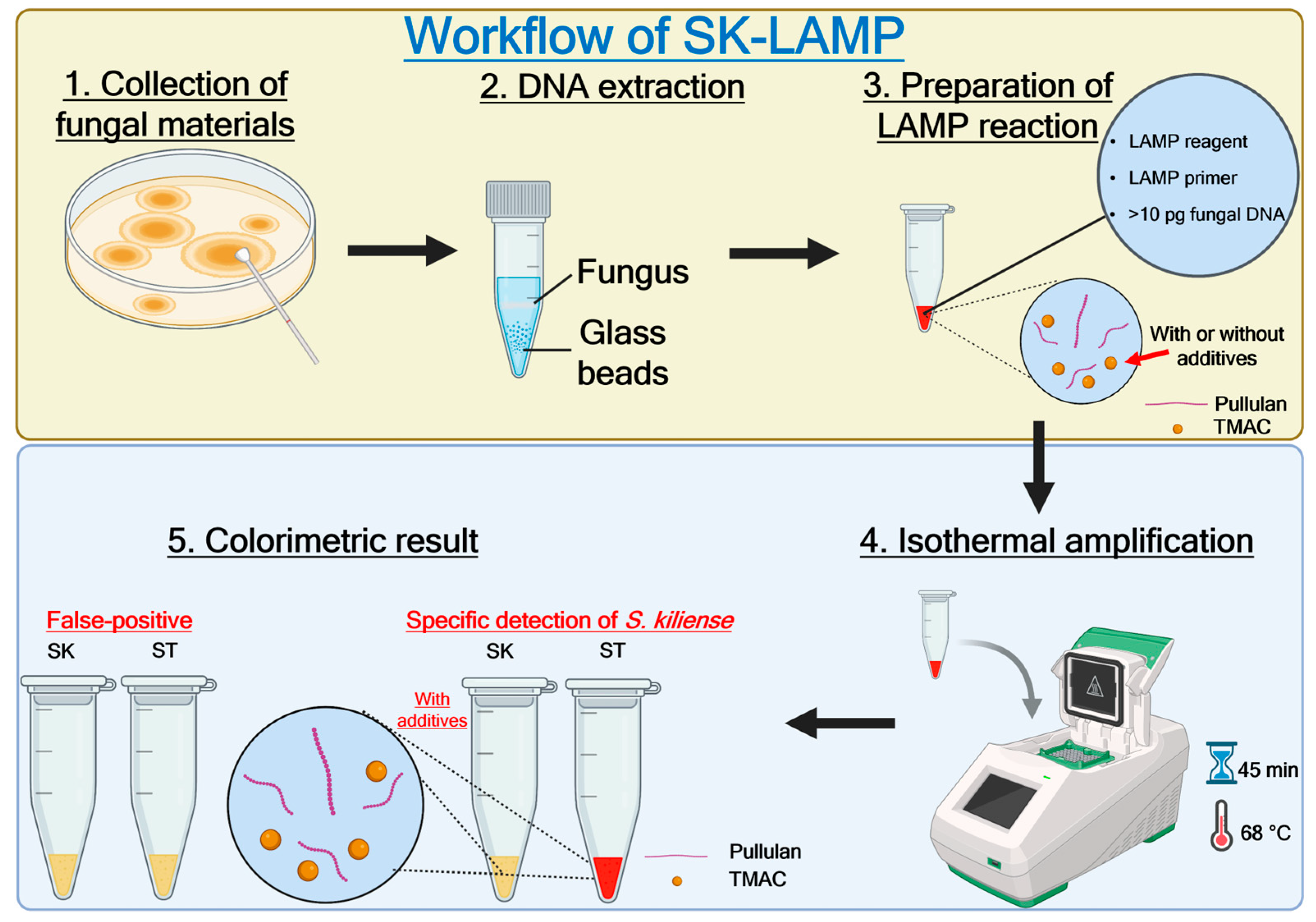 Jof 10 00857 g001 Jof 10 00857 g001