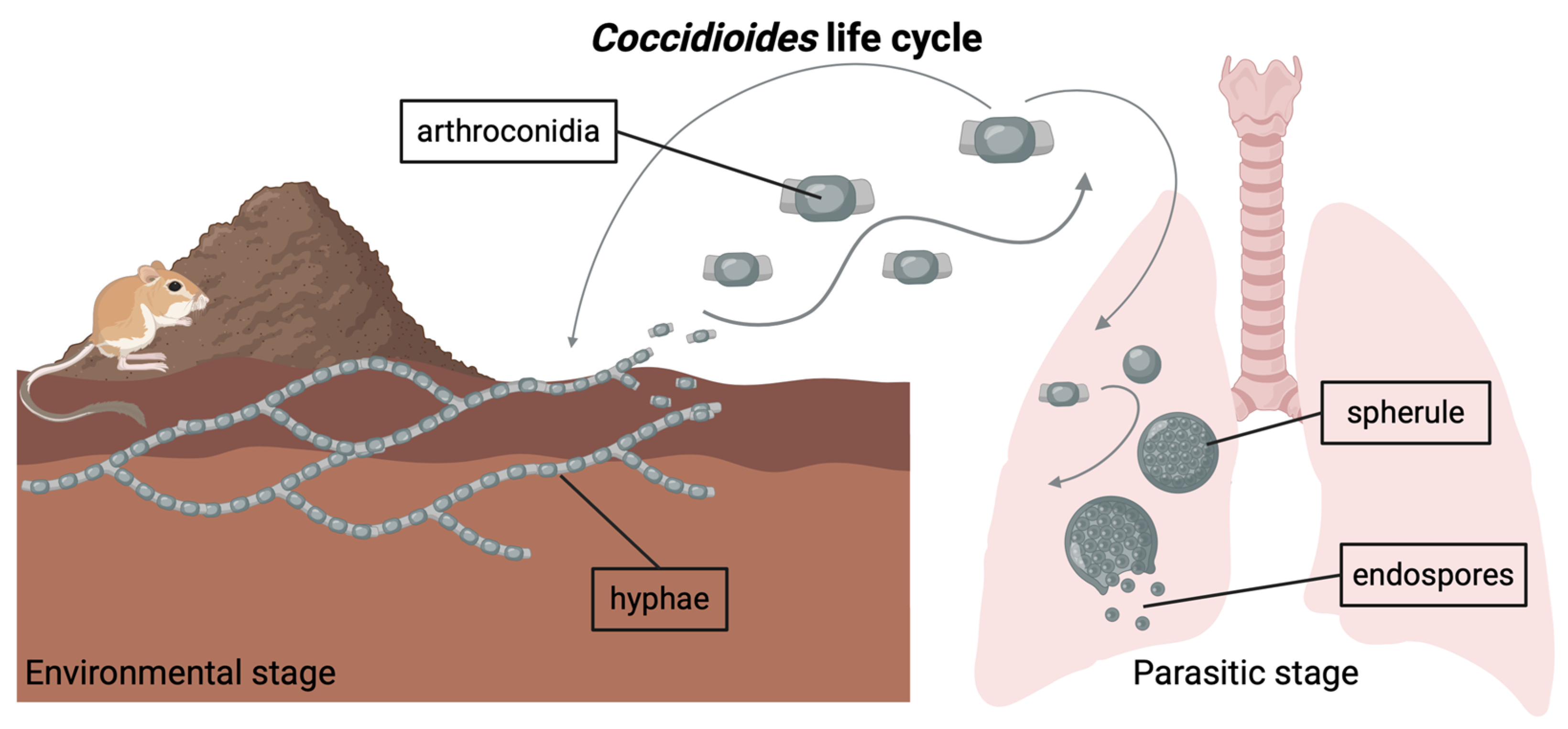 Jof 11 00309 g001 Jof 11 00309 g001