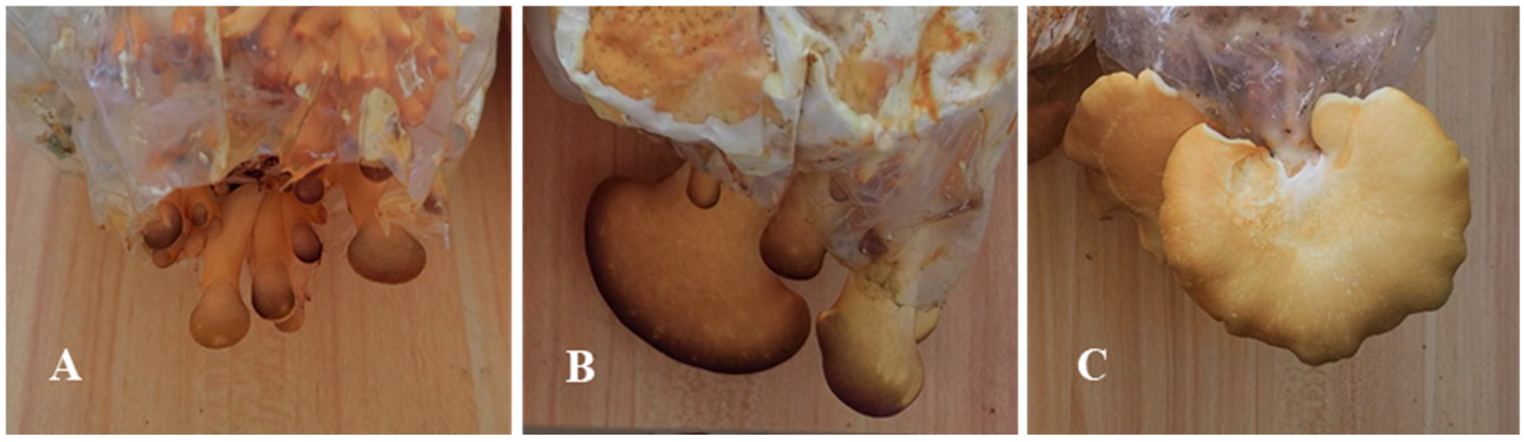 Jof 11 00750 g001 Jof 11 00750 g001