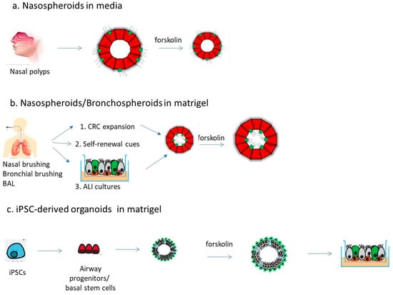 JoR | Free Full-Text | Three-Dimensional Airway Spheroids and