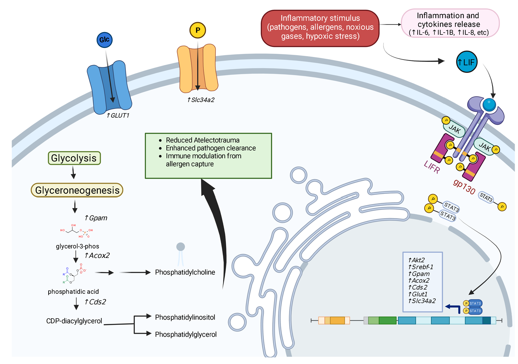 JoR | Free Full-Text | The Role of Leukemia Inhibitory Factor in