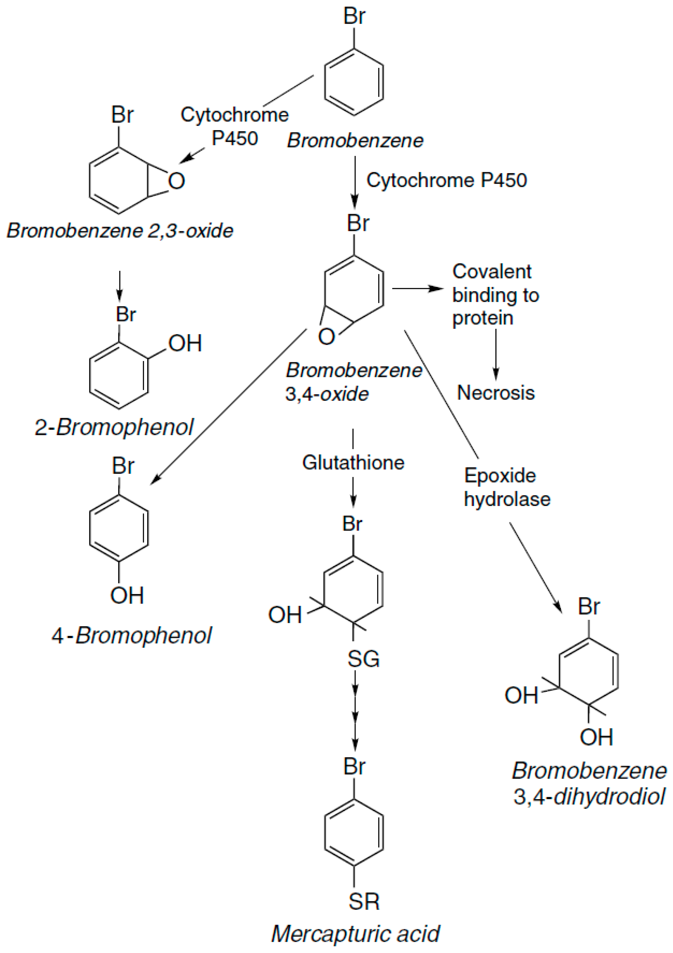 Discovery of Modified Metabolites, Secondary Metabolites, and Xenobiotics  by Structure-Oriented LC–MS/MS