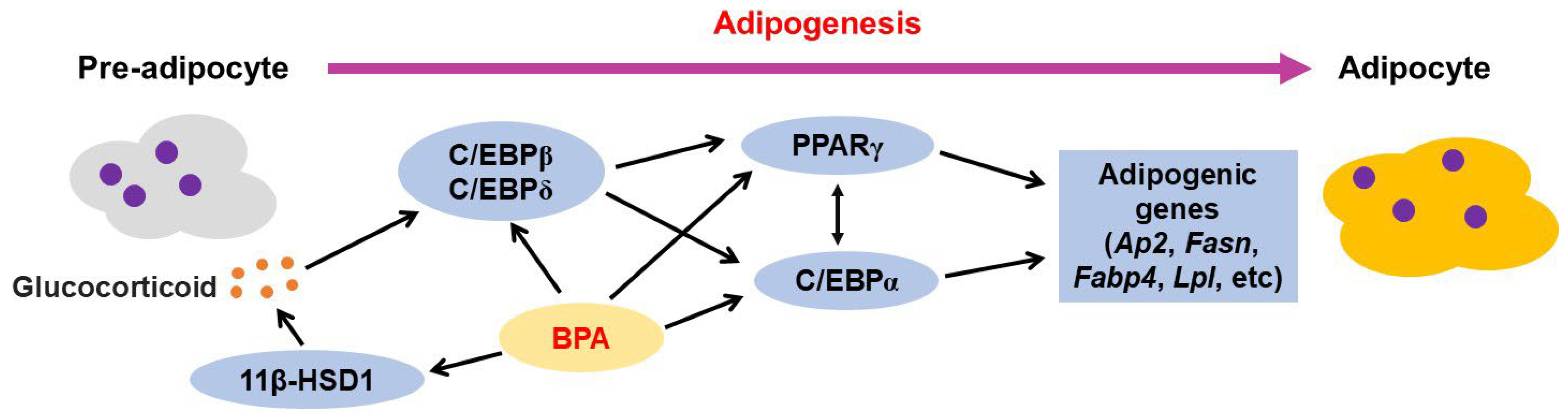 Jox 13 00049 g002 Jox 13 00049 g002