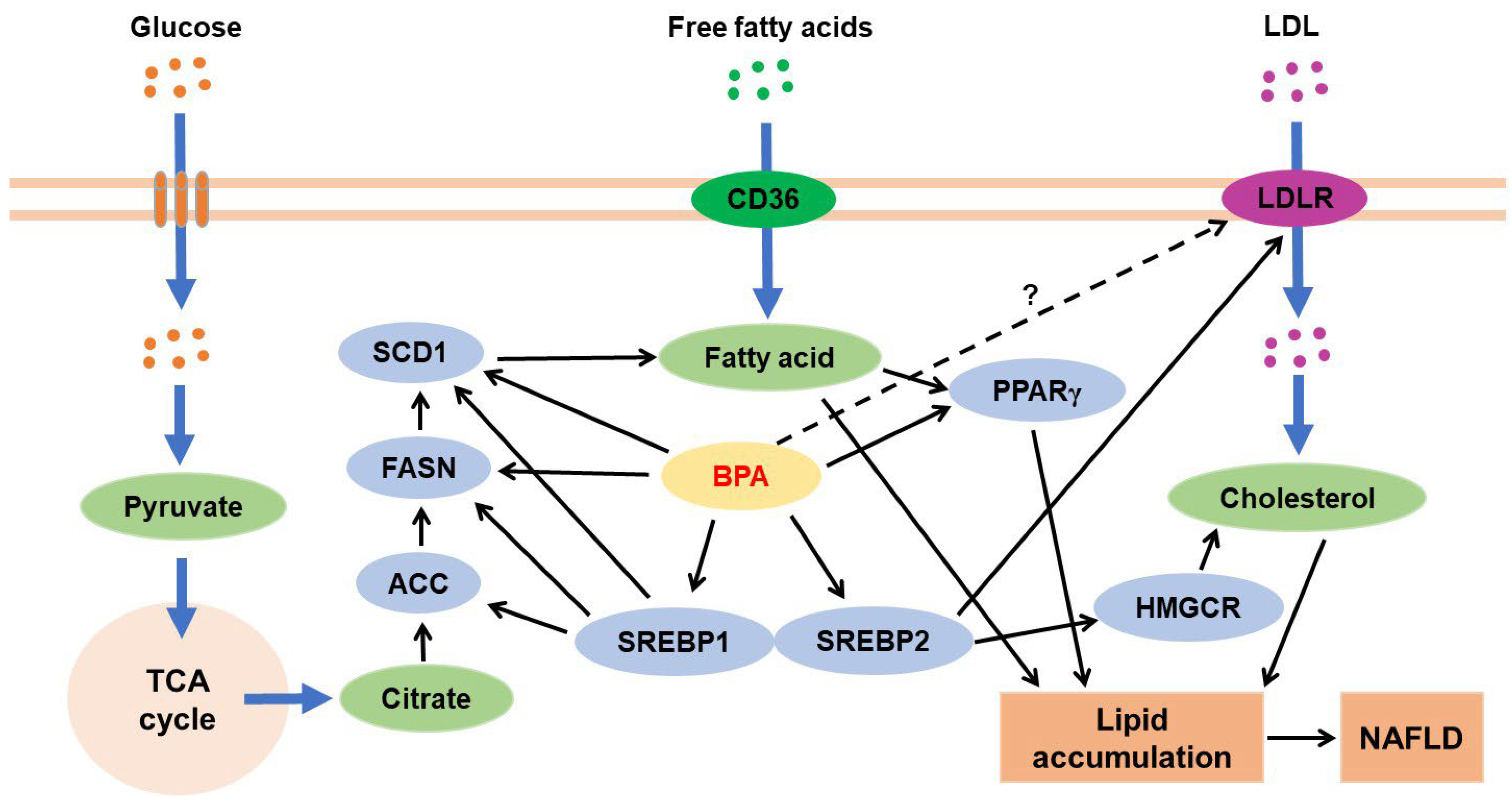 Jox 13 00049 g005 Jox 13 00049 g005