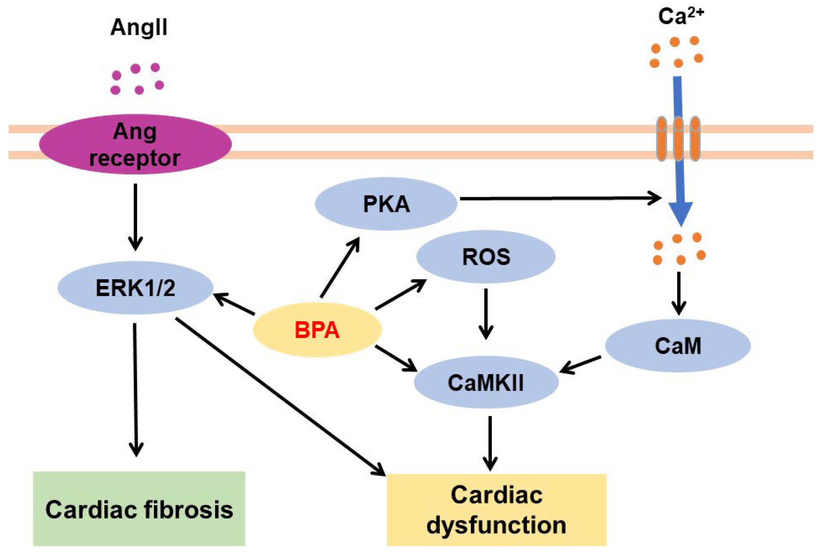 Jox 13 00049 g007 Jox 13 00049 g007