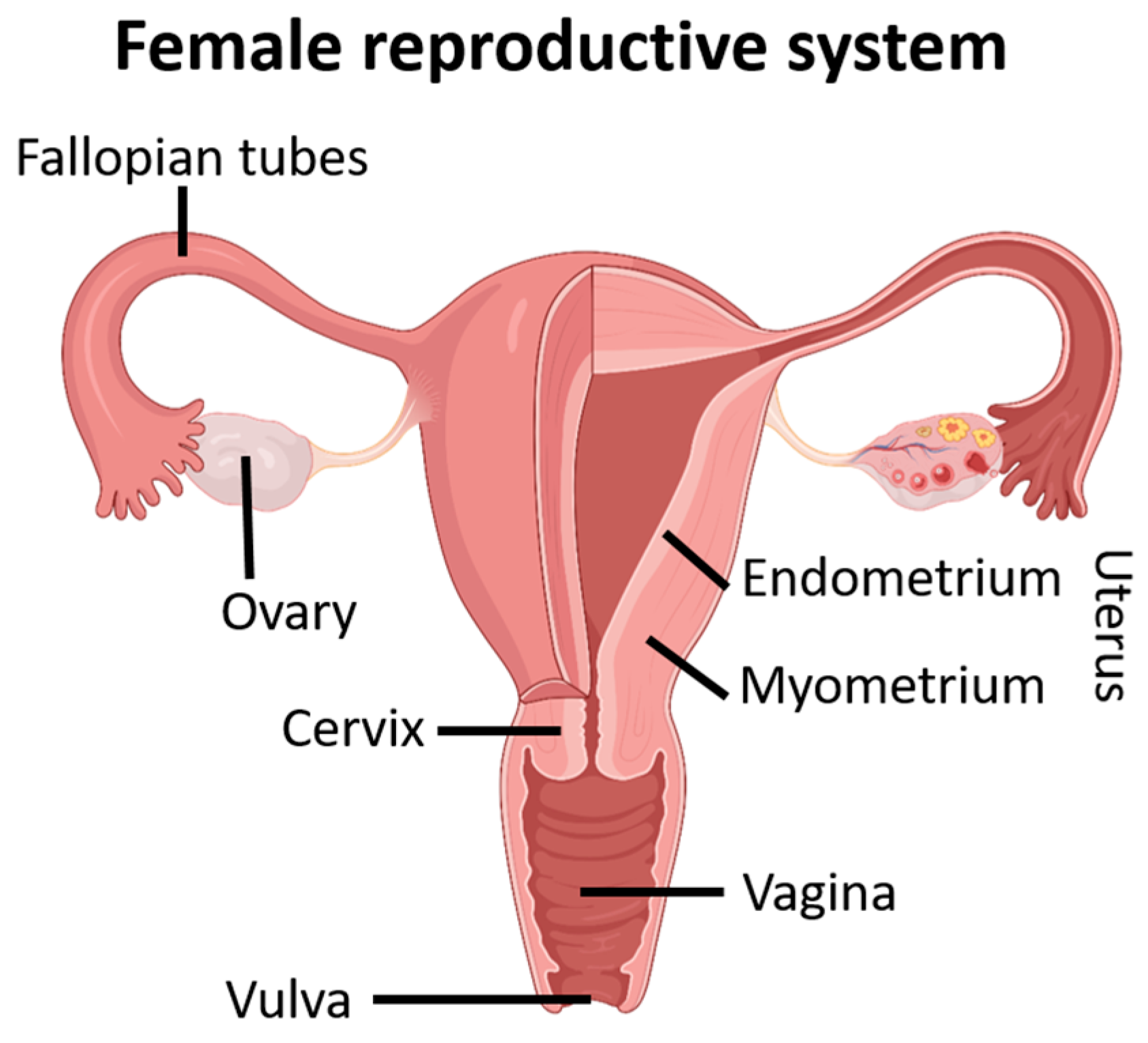 Jox 14 00099 g004 Jox 14 00099 g004