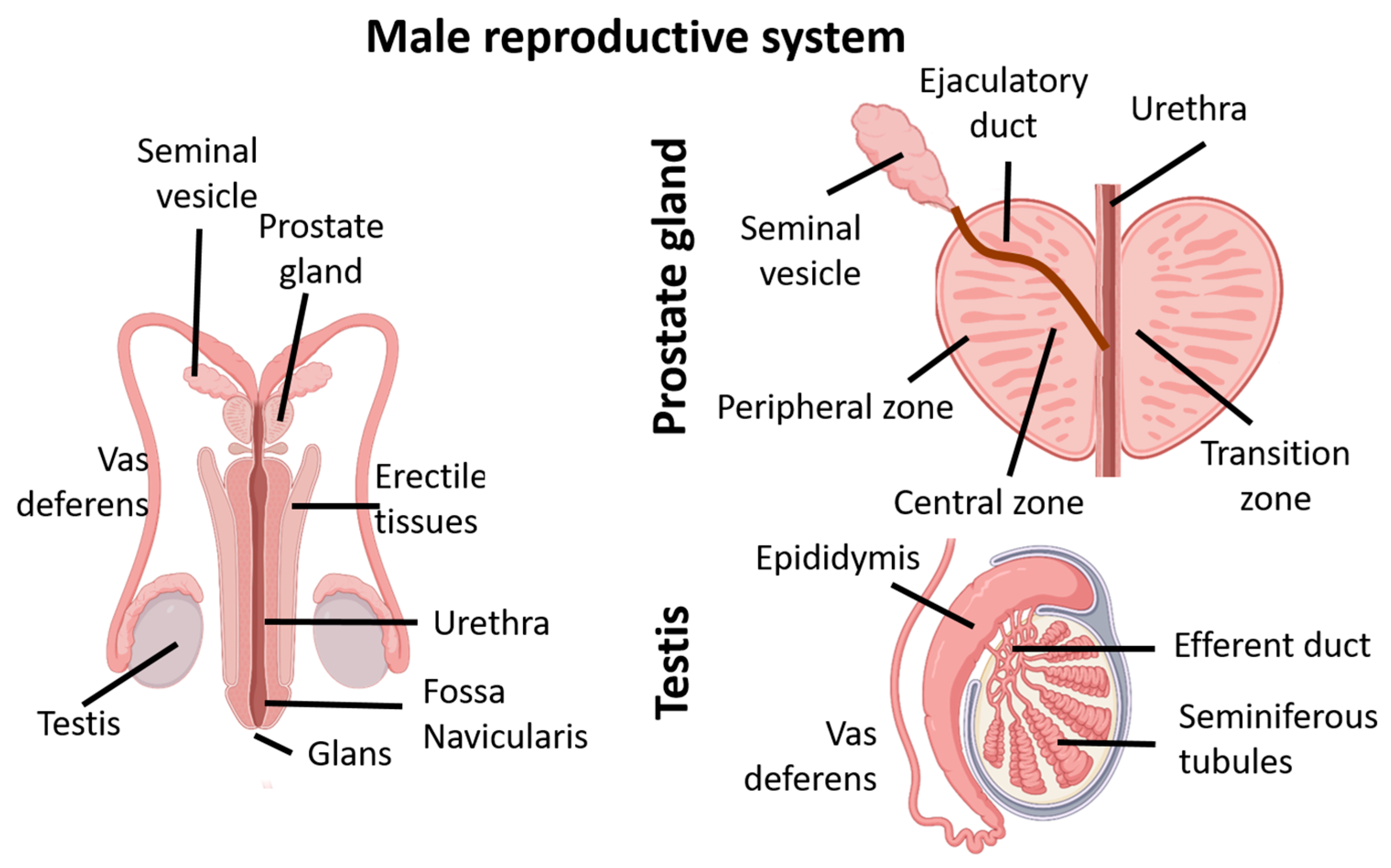 Jox 14 00099 g006 Jox 14 00099 g006