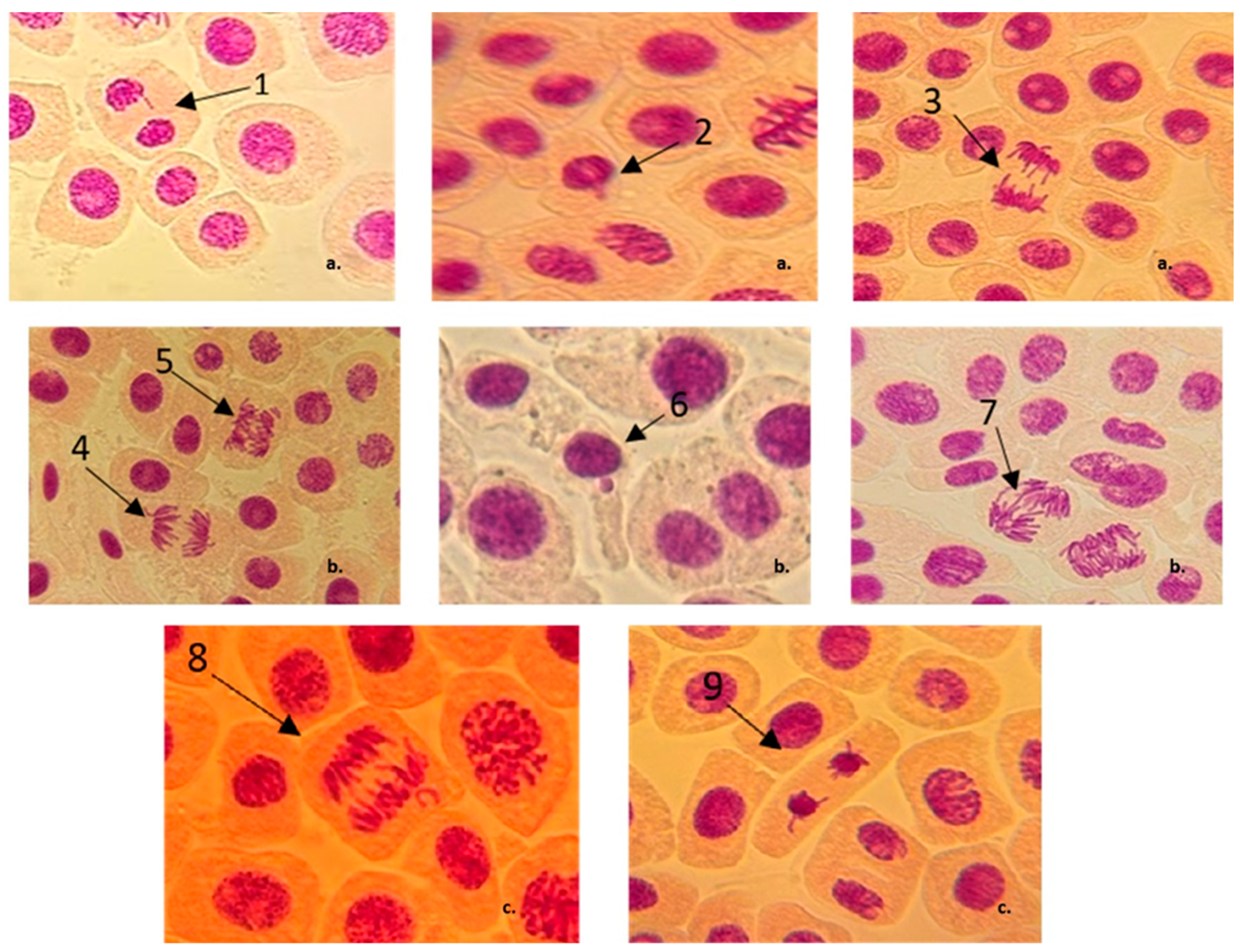 Jox 15 00035 g003 Jox 15 00035 g003