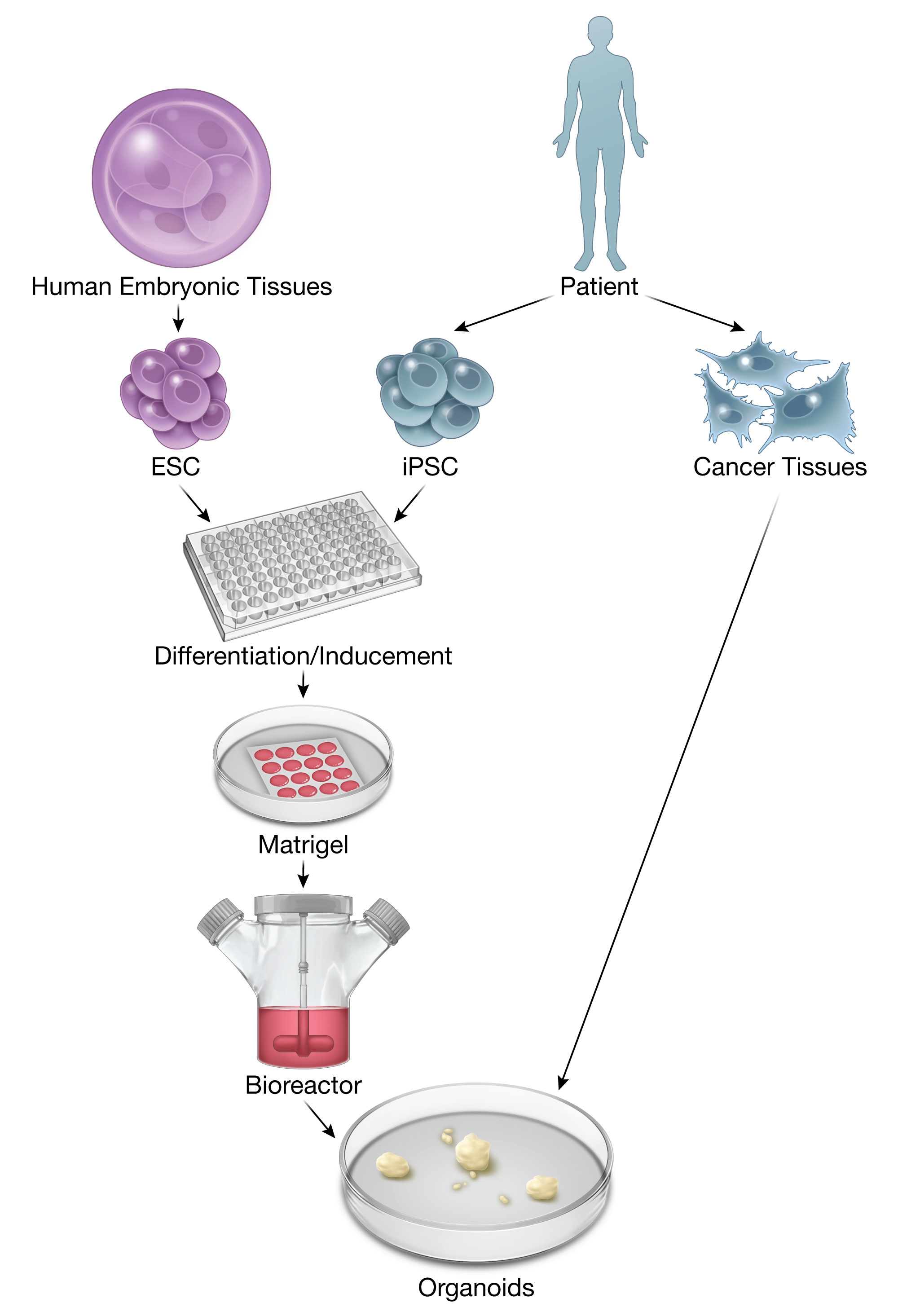 JPM | Free Full-Text | Patient-Derived Cancer Organoids For Precision ...