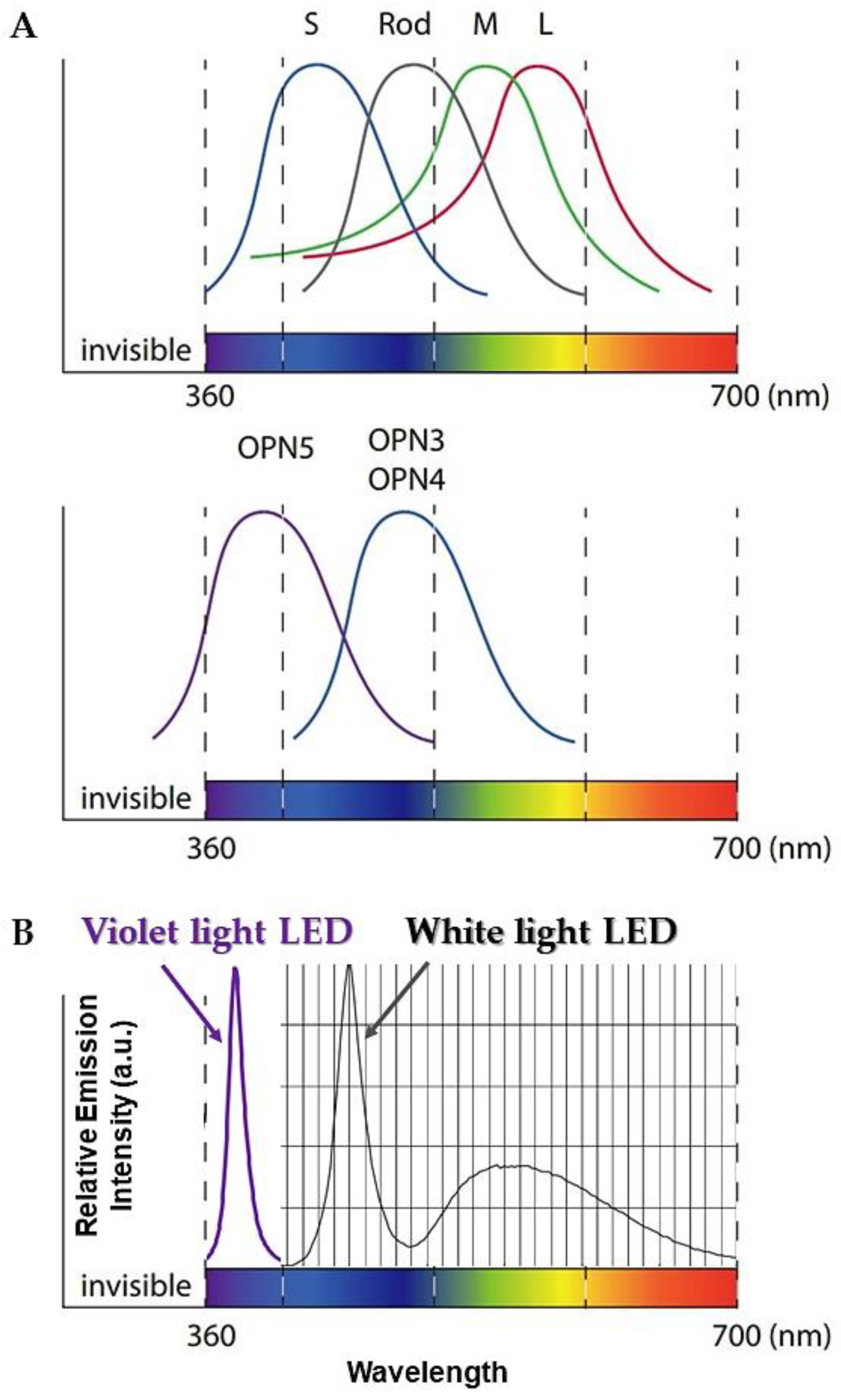 JPM | Free Full-Text | Photobiological Neuromodulation of Resting-State EEG  and Steady-State Visual-Evoked Potentials by 40 Hz Violet Light Optical  Stimulation in Healthy Individuals