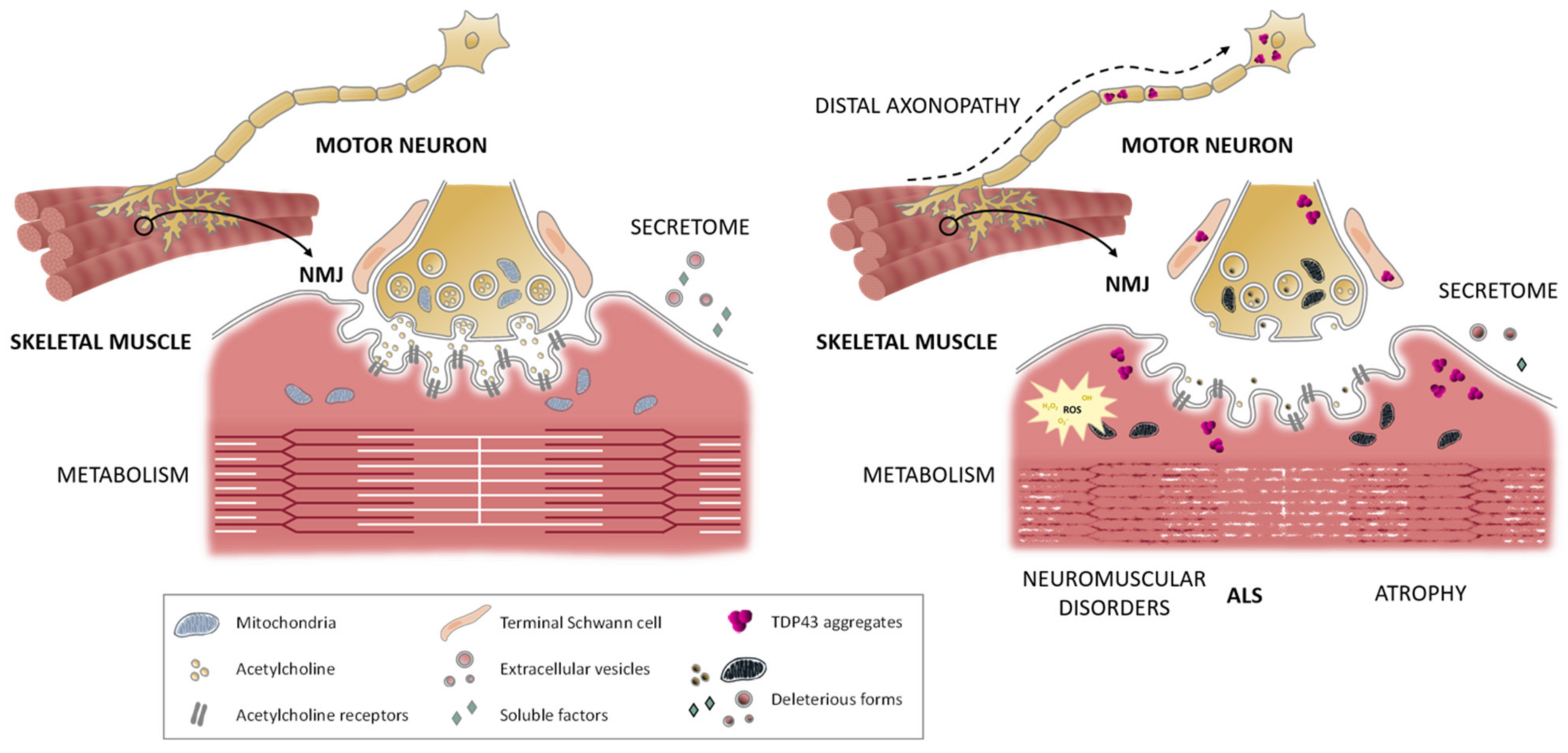 The Physical and Emotional Toll of ALS, Lou Gehrig's Disease - Paul Christo  MD