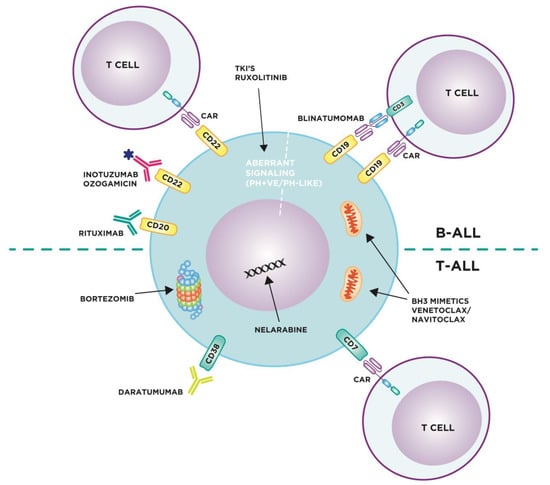 Targeting menin: a promising therapeutic strategy for susceptible acute  leukemia subtypes