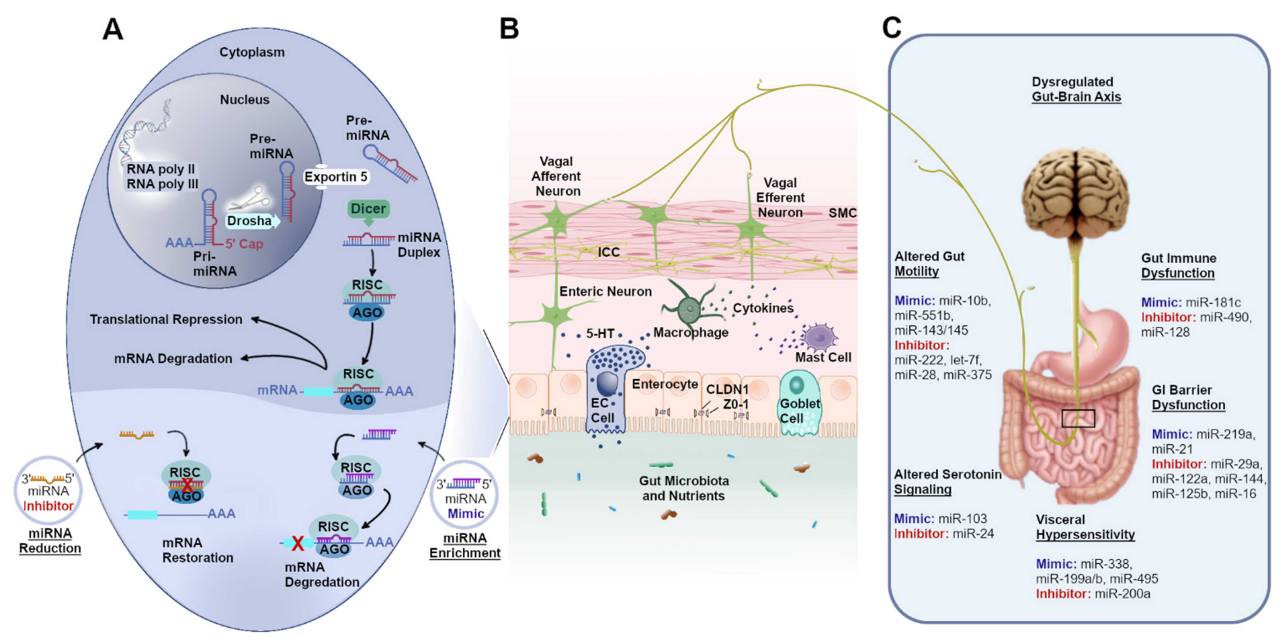 JPM | Free Full-Text | Role of microRNAs in Disorders of Gut–Brain  Interactions: Clinical Insights and Therapeutic Alternatives