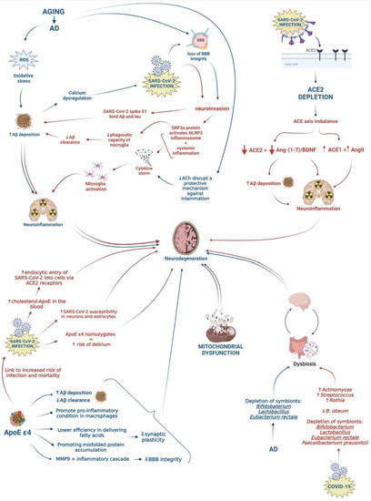 The bradykinin hypothesis also accounts for Covid-19's neurological effects, by Hamz