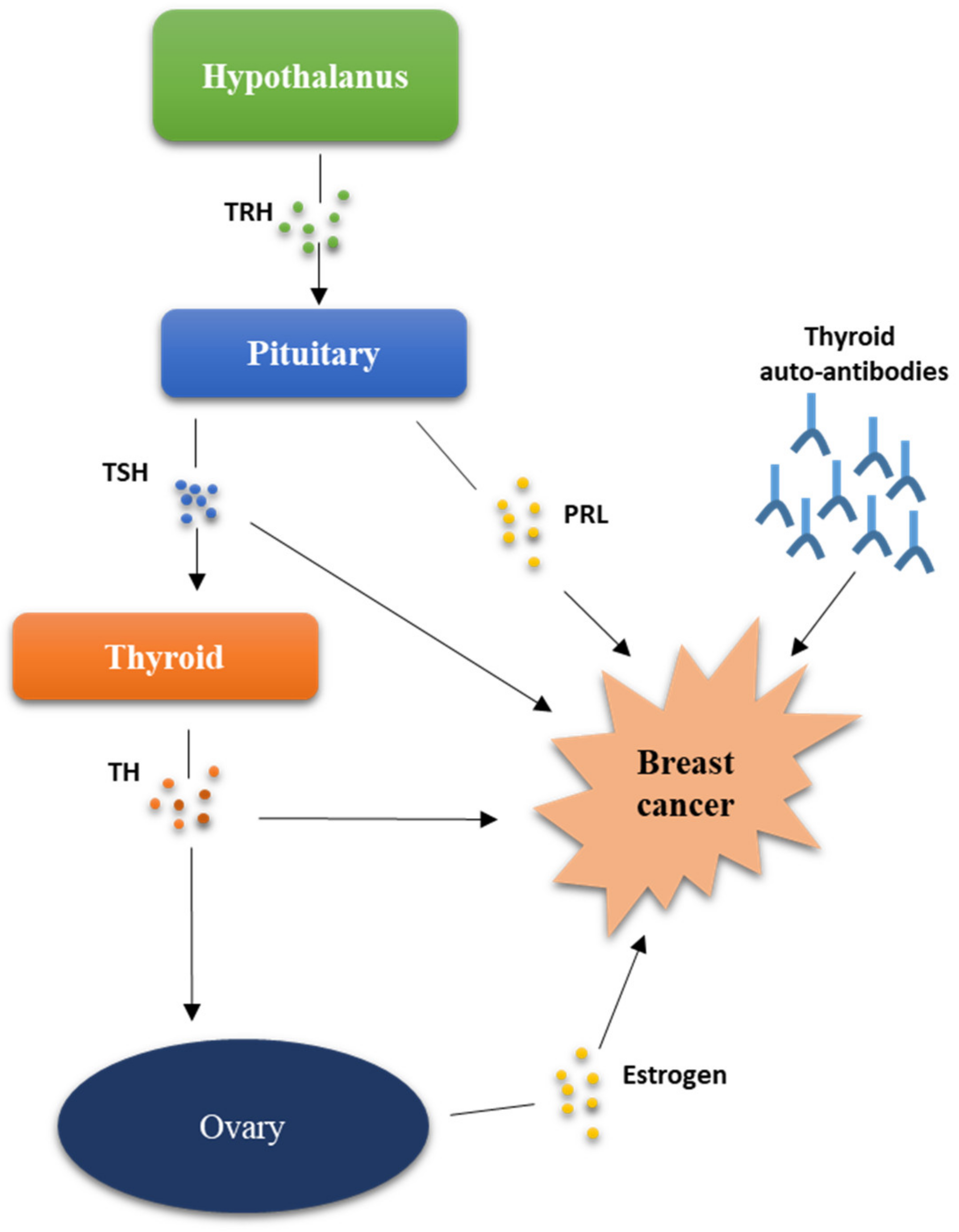 JPM Free Full Text Thyroid Diseases and Breast Cancer