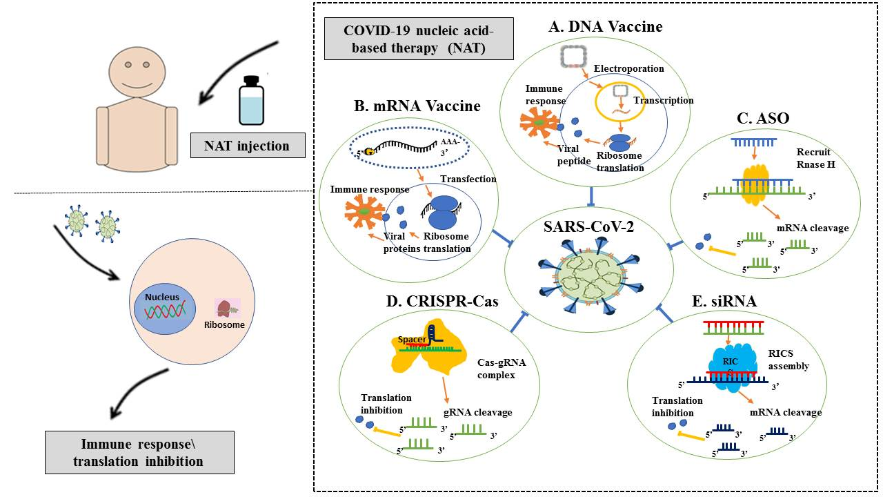 Jpm Free Full Text Nucleic Acid Based Covid 19 Therapy Targeting Cytokine Storms Strategies To Quell The Storm