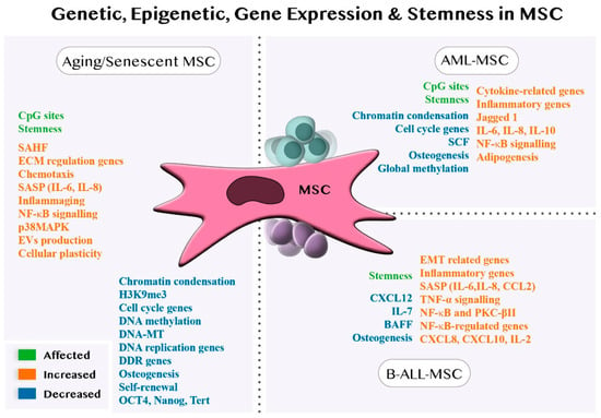 JPM | Free Full-Text | Bone Marrow Aging and the Leukaemia-Induced  Senescence of Mesenchymal Stem/Stromal Cells: Exploring Similarities